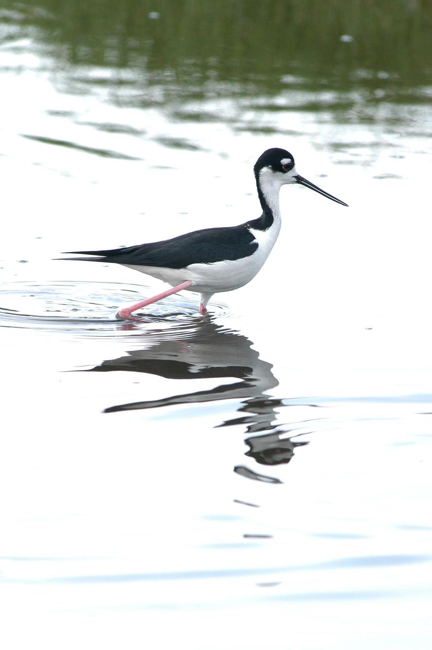 KENNEDY SPACE CENTER, FLA.  -  Distinctive with its black and white coloring and very long red legs, this stilt heads for deeper water in a marsh near KSC, which shares a boundary with the Merritt Island National Wildlife Refuge.  Stilts inhabit salt marshes and shallow coastal bays in the East. The marshes and open water of the refuge provide wintering areas for 23 species of migratory waterfowl, as well as a year-round home for great blue herons, great egrets, wood storks, cormorants, brown pelicans and other species of marsh and shore birds.