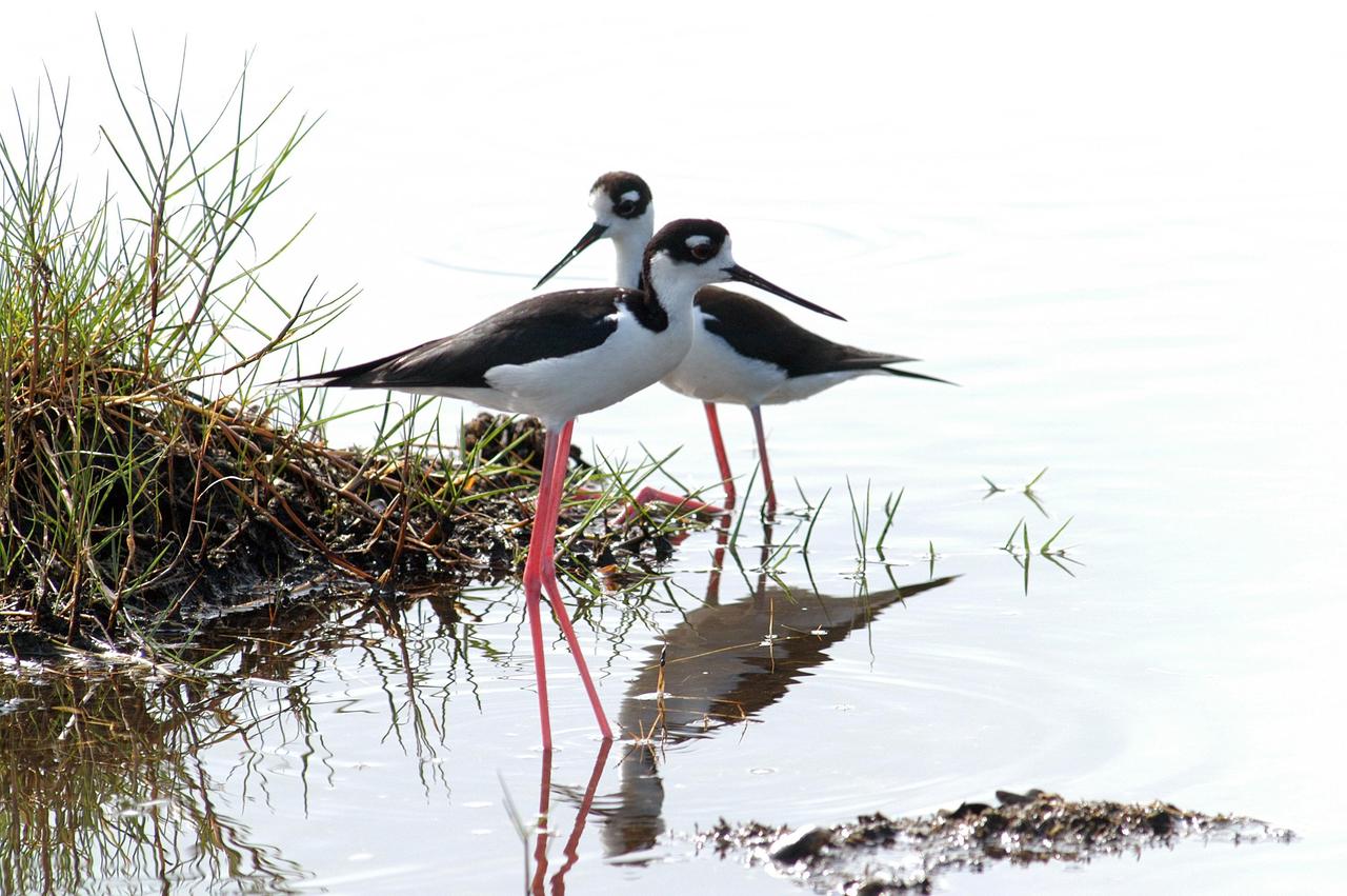 KENNEDY SPACE CENTER, FLA.  -  A pair of stilts meet near their nest in a marsh near KSC, which shares a boundary with the Merritt Island National Wildlife Refuge.  Stilts inhabit salt marshes and shallow coastal bays in the East. Their nests are shallow depressions lined with grass or shell fragments.  The marshes and open water of the refuge provide wintering areas for 23 species of migratory waterfowl, as well as a year-round home for great blue herons, great egrets, wood storks, cormorants, brown pelicans and other species of marsh and shore birds.