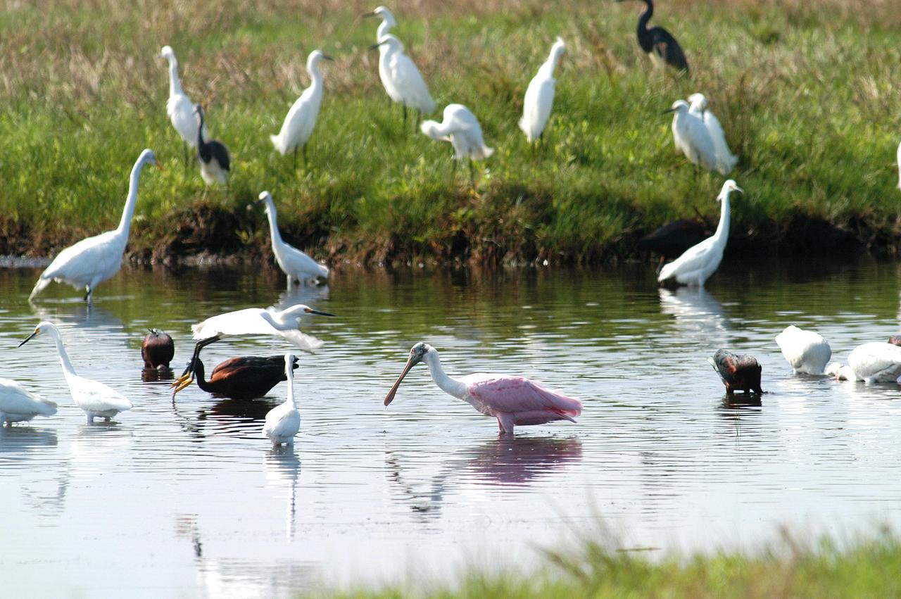 KENNEDY SPACE CENTER, FLA.  -  Herons, black ibis and a roseate spoonbill gather in a canal near KSC, which shares a boundary with the Merritt Island National Wildlife Refuge.  The marshes and open water of the refuge provide wintering areas for 23 species of migratory waterfowl, as well as a year-round home for great blue herons, great egrets, wood storks, cormorants, brown pelicans and other species of marsh and shore birds.