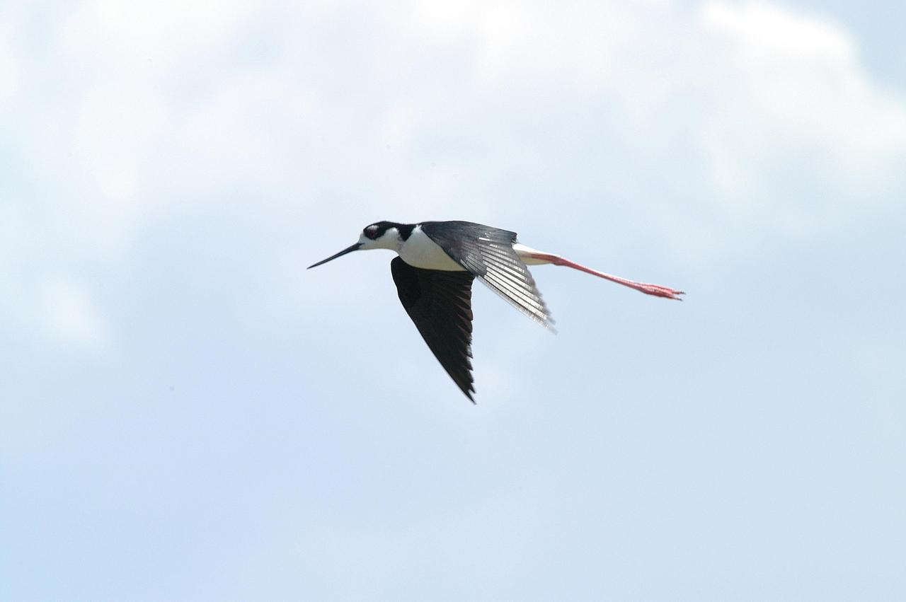 KENNEDY SPACE CENTER, FLA.  -  Distinctive with its black and white coloring and very long red legs trailing behind is a black-winged stilt.  The bird is a common sight around KSC, which shares a boundary with the Merritt Island National Wildlife Refuge.  The marshes and open water of the refuge provide wintering areas for 23 species of migratory waterfowl, as well as a year-round home for great blue herons, great egrets, wood storks, cormorants, brown pelicans and other species of marsh and shore birds.