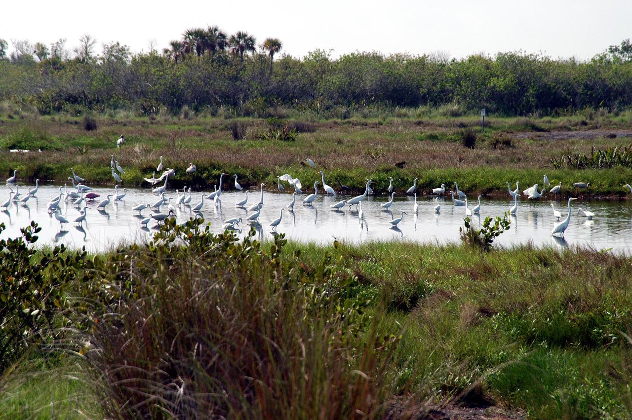 KENNEDY SPACE CENTER, FLA.  -  Herons, a roseate spoonbill and other species of water birds gather in a canal near KSC, which shares a boundary with the Merritt Island National Wildlife Refuge.  The marshes and open water of the refuge provide wintering areas for 23 species of migratory waterfowl, as well as a year-round home for great blue herons, great egrets, wood storks, cormorants, brown pelicans and other species of marsh and shore birds.