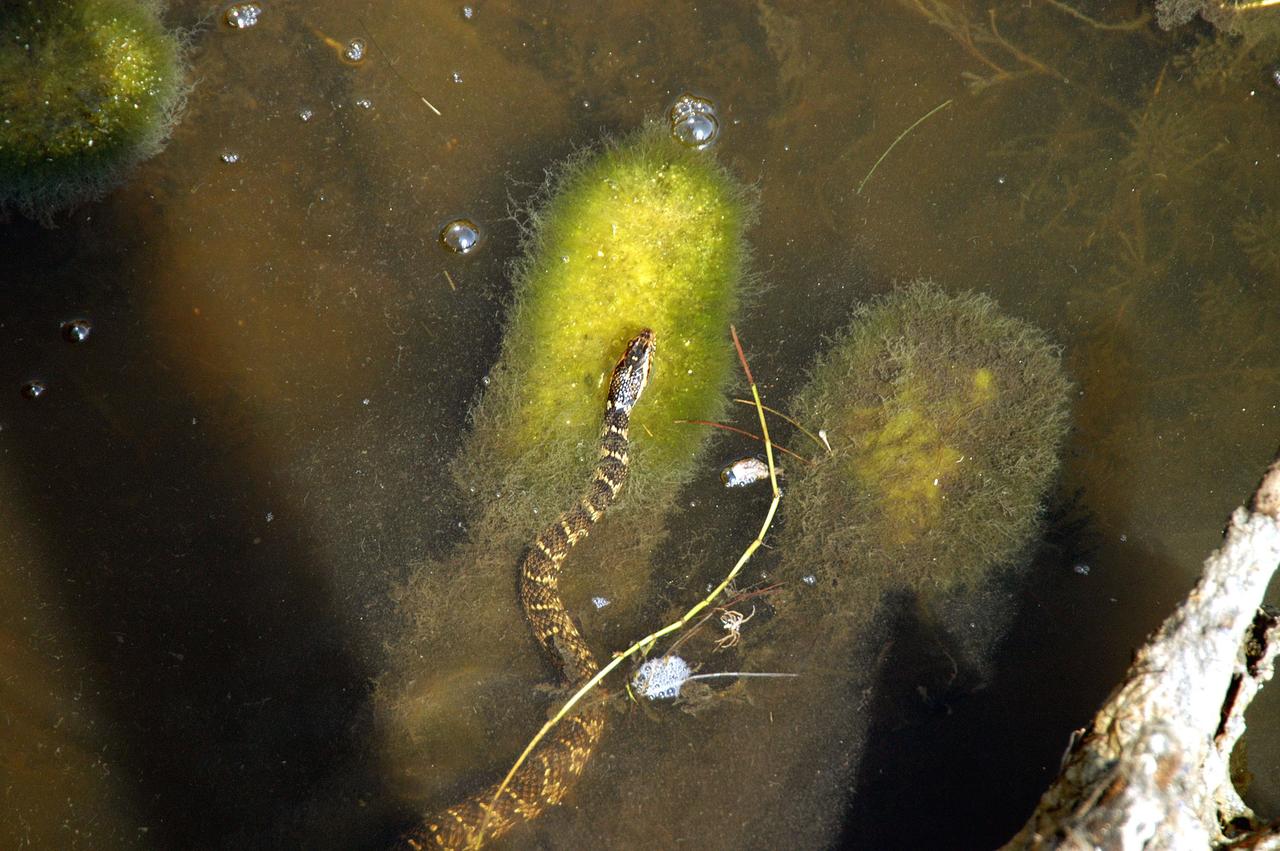 KENNEDY SPACE CENTER, FLA. - An unidentified snake seems suspended in the marshy water of a canal near KSC, which shares a boundary with the Merritt Island National Wildlife Refuge. The refuge encompasses 92,000 acres that are a habitat for more than 331 species of birds, 31 mammals, 117 fishes, and 65 amphibians and reptiles.