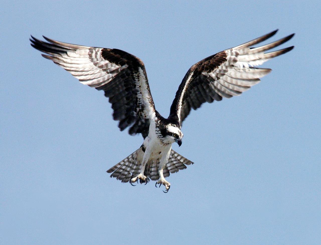 KENNEDY SPACE CENTER, FLA.  -  An osprey stares intently at prey as it extends its talons. Known as a fish hawk, ospreys often can be seen flying overhead with a fish in their talons.  Fish are their sole source of food.  Ospreys select nesting sites of opportunity, from trees and telephone poles to rocks or even flat ground, often near water.  Osprey nests are found throughout the Kennedy Space Center and nearby Merritt Island National Wildlife Refuge.