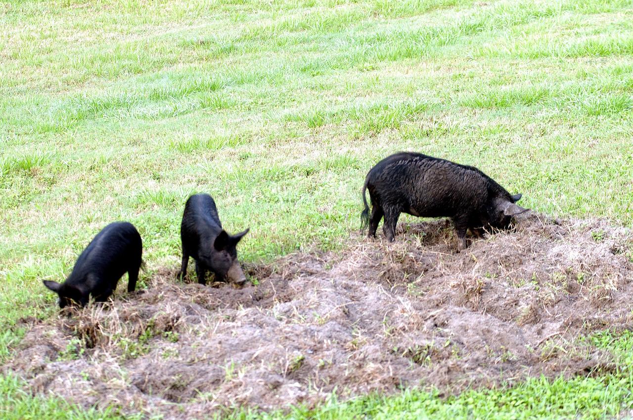 KENNEDY SPACE CENTER, FLA.  -  Three  wild pigs - a mother and her two offspring - root for food in the grass near the NASA News Center at KSC.  Feral pigs were introduced to Florida in the 1500s and are now found statewide in wooded areas close to water. The pigs have flourished in the environs around KSC, which shares a border with the Merritt Island National Wildlife Refuge, without many predators other than panthers and humans.  Pigs are omnivores, foraging on the ground and rooting just beneath the surface, which damages the groundcover. Wild pigs eat almost anything that has nutritional value, including tubers, roots, shoots, acorns, fruits, berries, earthworms, amphibians, reptiles and rodents. Appearance is similar to domestic hogs, but leaner, with a longer, narrower head and a coarser, denser coat.  Females may have two litters per year.  The piglets are weaned in a few weeks but remain with the mother for several months.