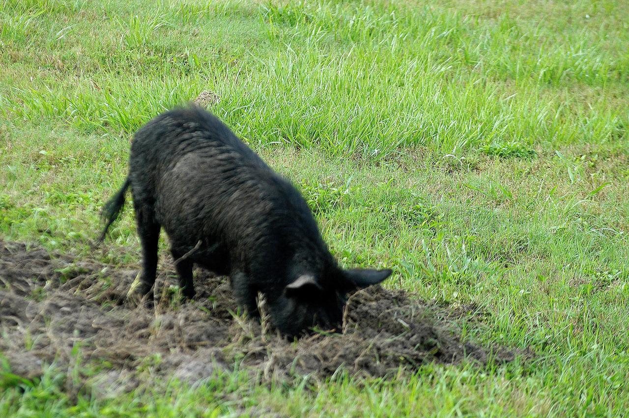 KENNEDY SPACE CENTER, FLA.  -  A young wild pig roots in the grass for food in an area near the NASA News Center at KSC.  Feral pigs were introduced to Florida in the 1500s and are now found statewide in wooded areas close to water. The pigs have flourished in the environs around KSC, which shares a border with the Merritt Island National Wildlife Refuge, without many predators other than panthers and humans.  Pigs are omnivores, foraging on the ground and rooting just beneath the surface, which damages the groundcover.  Wild pigs eat almost anything that has nutritional value, including tubers, roots, shoots, acorns, fruits, berries, earthworms, amphibians, reptiles and rodents.  Appearance is similar to domestic hogs, but leaner, with a longer, narrower head and a coarser, denser coat.  Females may have two litters per year.  The piglets are weaned in a few weeks but remain with the mother for several months.