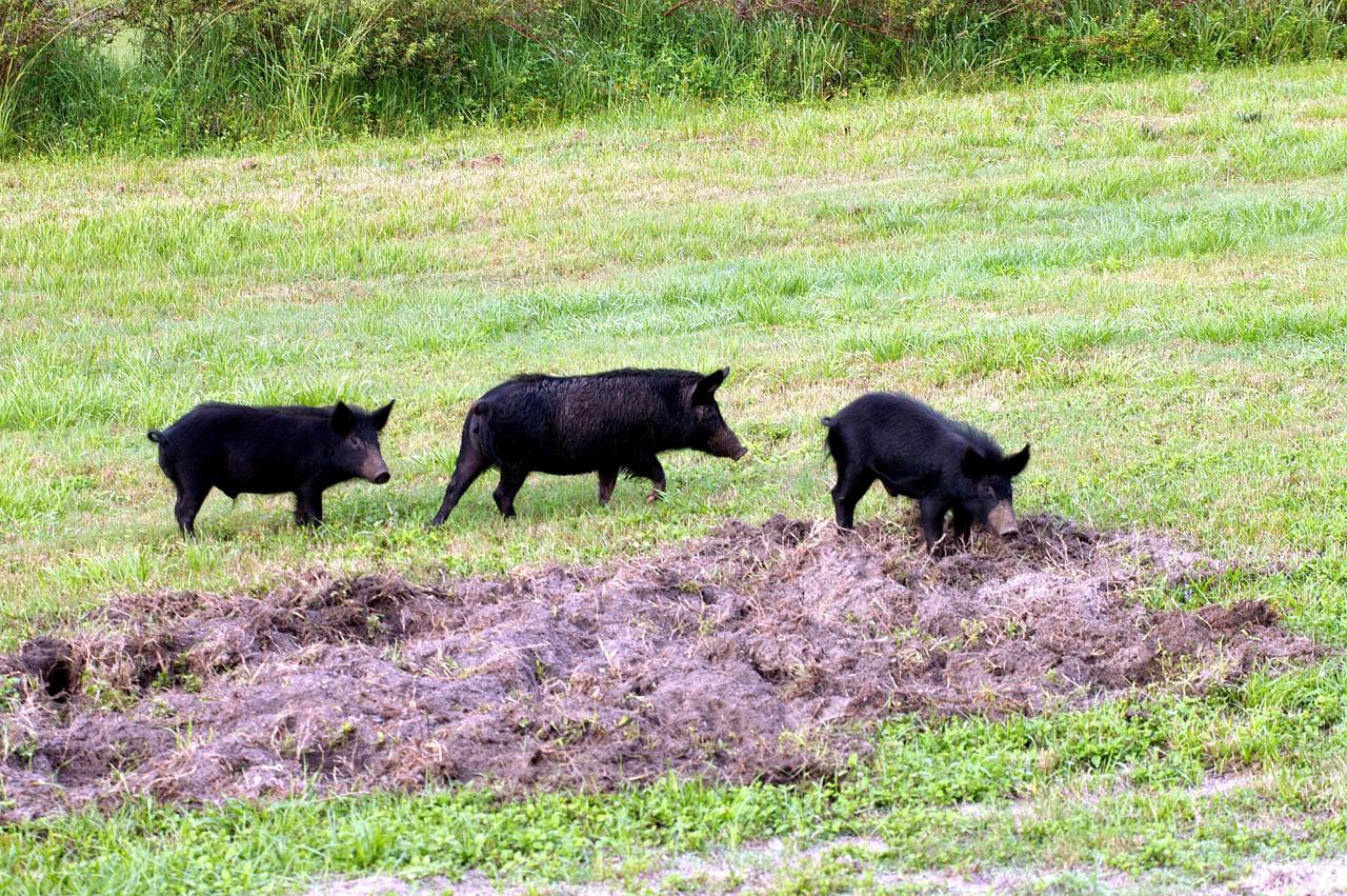 KENNEDY SPACE CENTER, FLA.  -  Three  wild pigs - a mother and her two offspring - root for food in the grass near the NASA News Center at KSC.  Feral pigs were introduced to Florida in the 1500s and are now found statewide in wooded areas close to water. The pigs have flourished in the environs around KSC, which shares a border with the Merritt Island National Wildlife Refuge, without many predators other than panthers and humans.  Pigs are omnivores, foraging on the ground and rooting just beneath the surface, which damages the groundcover. Wild pigs eat almost anything that has nutritional value, including tubers, roots, shoots, acorns, fruits, berries, earthworms, amphibians, reptiles and rodents. Appearance is similar to domestic hogs, but leaner, with a longer, narrower head and a coarser, denser coat.  Females may have two litters per year.  The piglets are weaned in a few weeks but remain with the mother for several months.