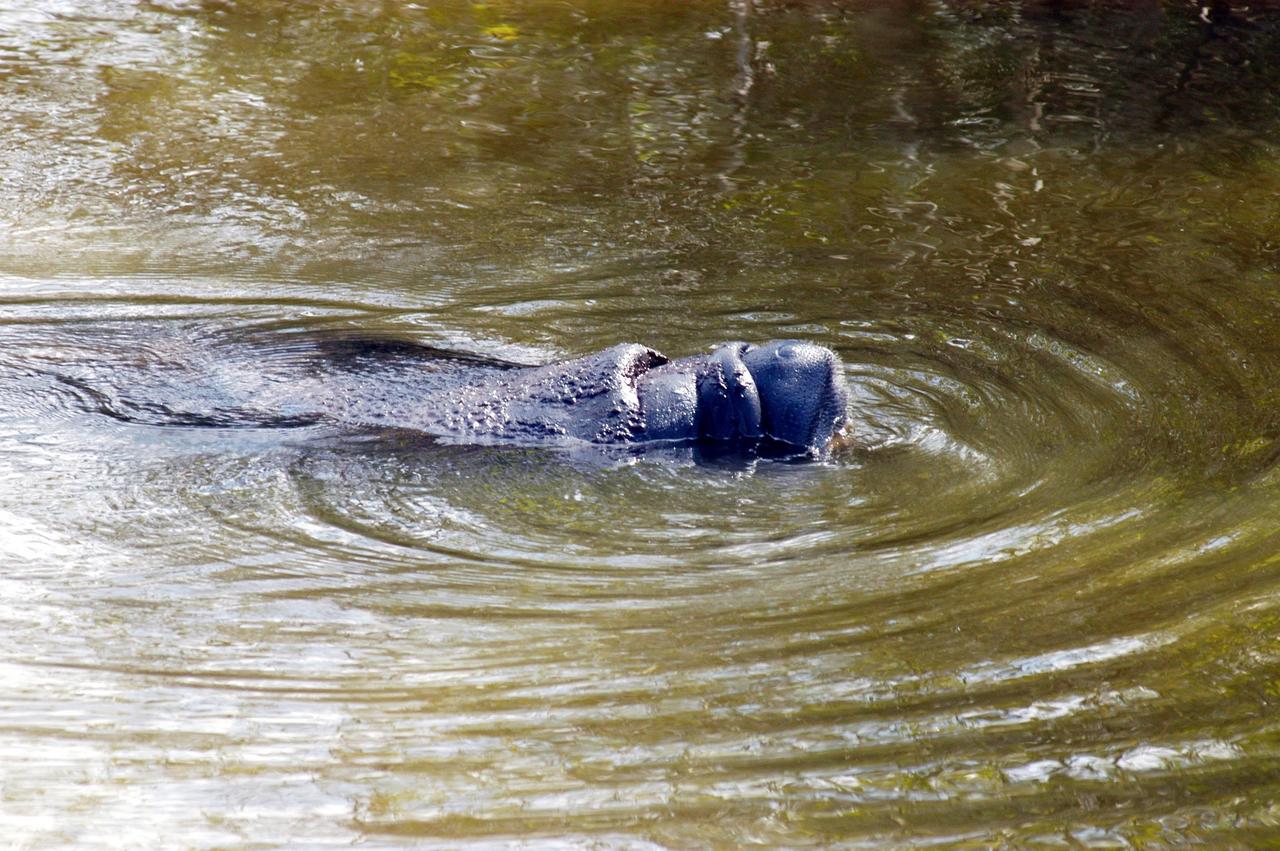 KENNEDY SPACE CENTER, FLA.  -  At the mouth of Banana Creek on Kennedy Space Center, a manatee rests in the shallows.  Manatees live in Florida's warm-water rivers and inland springs.  The Florida manatee feeds on more than 60 varieties of grasses and plants.  Manatee cows give birth about once every three years. Gestation lasts about 12 months. KSC shares a boundary with the Merritt Island National Wildlife Refuge, which encompasses 92,000 acres that are a habitat for more than 331 species of birds, 31 mammals, 117 fishes, and 65 amphibians and reptiles.