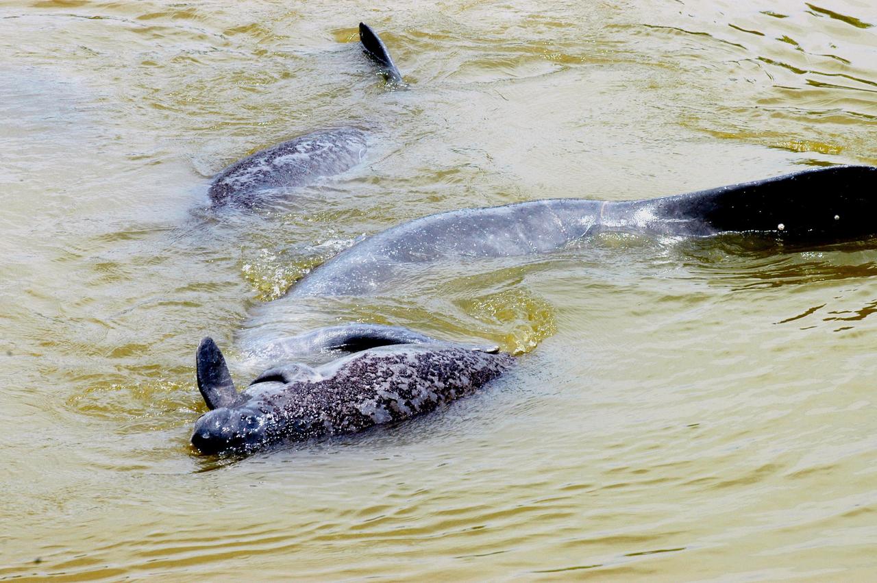KENNEDY SPACE CENTER, FLA.  -  At the mouth of Banana Creek on Kennedy Space Center, a baby manatee (foreground) is nuzzled by one of its parents while another swims nearby.  Manatees live in Florida's warm-water rivers and inland springs. The Florida manatee feeds on more than 60 varieties of grasses and plants.  Manatee cows give birth about once every three years. Gestation lasts about 12 months. KSC shares a boundary with the Merritt Island National Wildlife Refuge, which encompasses 92,000 acres that are a habitat for more than 331 species of birds, 31 mammals, 117 fishes, and 65 amphibians and reptiles.