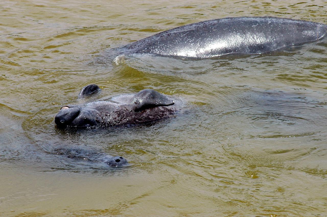KENNEDY SPACE CENTER, FLA.  -  At the mouth of Banana Creek on Kennedy Space Center, a baby manatee seems to be smiling as it floats on its back nestled between two adults.  Manatees live in Florida's warm-water rivers and inland springs.  The Florida manatee feeds on more than 60 varieties of grasses and plants. Manatee cows give birth about once every three years. Gestation lasts about 12 months. KSC shares a boundary with the Merritt Island National Wildlife Refuge, which encompasses 92,000 acres that are a habitat for more than 331 species of birds, 31 mammals, 117 fishes, and 65 amphibians and reptiles.