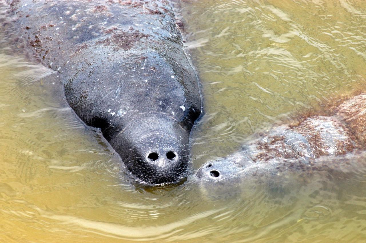 KENNEDY SPACE CENTER, FLA.  -  Looking more like an alien than a mammal, an adult manatee (left) nuzzles its baby (right) in the water at the mouth of Banana Creek on Kennedy Space Center.  Manatees live in Florida's warm-water rivers and inland springs.  The Florida manatee feeds on more than 60 varieties of grasses and plants. Manatee cows give birth about once every three years. Gestation lasts about 12 months. KSC shares a boundary with the Merritt Island National Wildlife Refuge, which encompasses 92,000 acres that are a habitat for more than 331 species of birds, 31 mammals, 117 fishes, and 65 amphibians and reptiles.