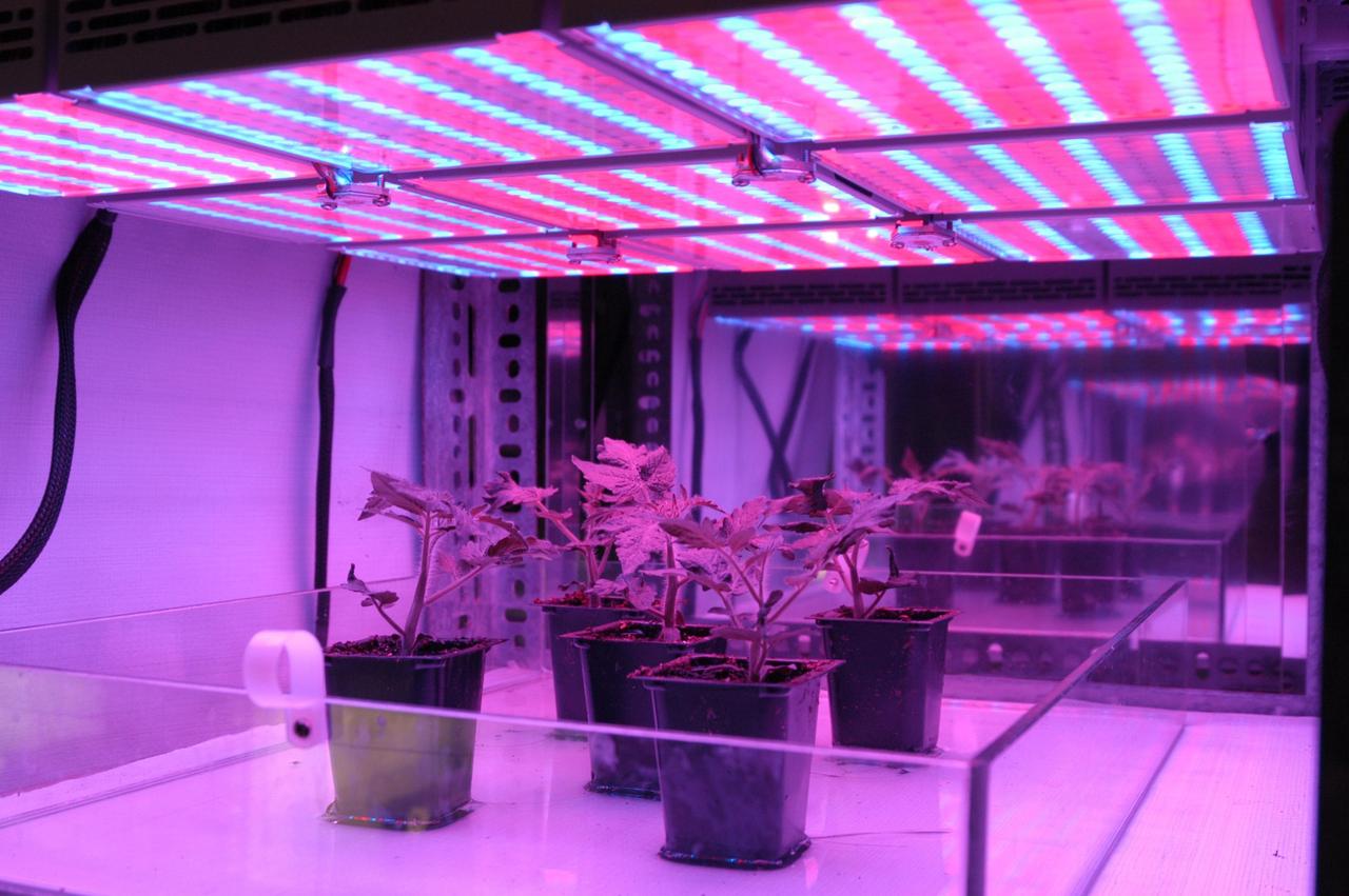 KENNEDY SPACE CENTER, FLA.  -  In the KSC Space Life Sciences Lab, Arabidopsis plants appear purple under red and green light as part of research on growth under various light conditions.  Other plant research includes different CO2 concentrations and temperatures.  The Lab is exploring various aspects of a bioregenerative life support system. Such research and technology development will be crucial to long-term habitation of space by humans.