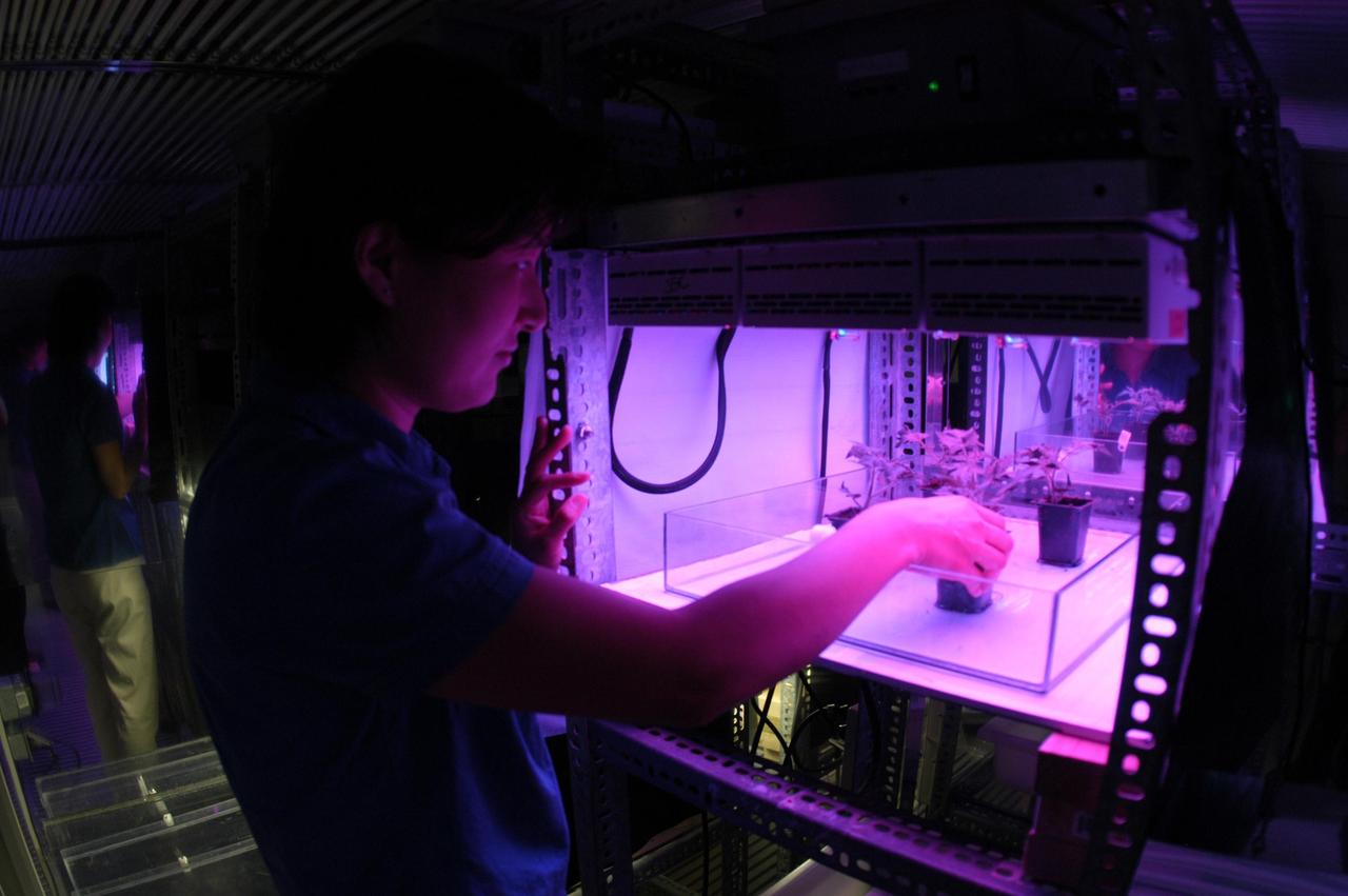 KENNEDY SPACE CENTER, FLA.  -  - In the KSC Space Life Sciences Lab,  Dr. Hyeon-Hye Kim places Arabidopsis plants in a plant growth chamber for testing under various light conditions.  Other plant research includes different CO2 concentrations and temperatures.  The Lab is exploring various aspects of a bioregenerative life support system. Such research and technology development will be crucial to long-term habitation of space by humans.