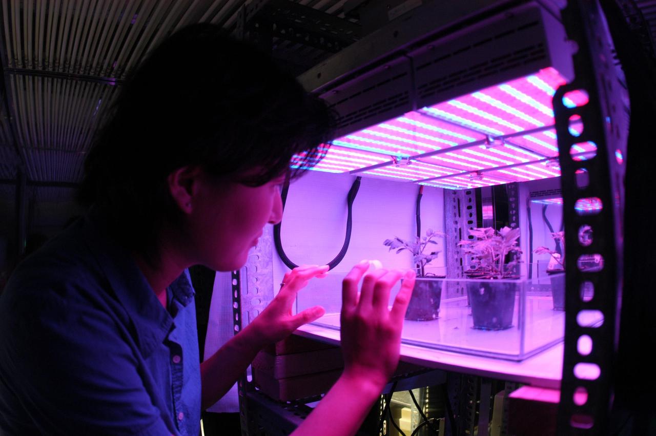 KENNEDY SPACE CENTER, FLA.  -  In the KSC Space Life Sciences Lab,  Dr. Hyeon-Hye Kim checks plants in a plant growth chamber for testing under various light conditions.  Other plant research includes different CO2 concentrations and temperatures.  The Lab is exploring various aspects of a bioregenerative life support system. Such research and technology development will be crucial to long-term habitation of space by humans.