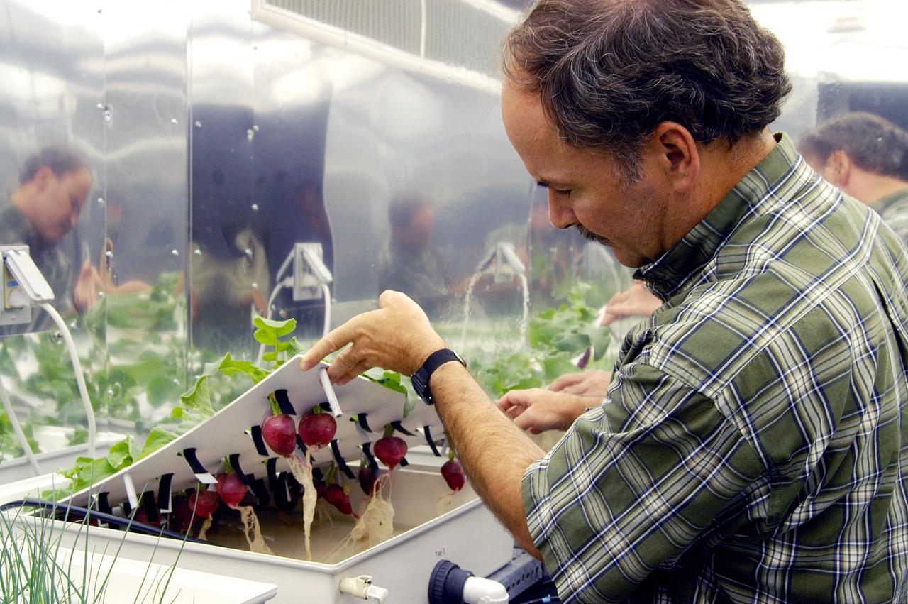 KENNEDY SPACE CENTER, FLA.  -  In a plant growth chamber in the KSC Space Life Sciences Lab,  plant physiologist Ray Wheeler checks radishes being grown using hydroponic techniques.  Wheeler and other colleagues are researching plant growth under different types of light, different CO2 concentrations and temperatures.  The Lab is exploring various aspects of a bioregenerative life support system. Such research and technology development will be crucial to long-term habitation of space by humans.