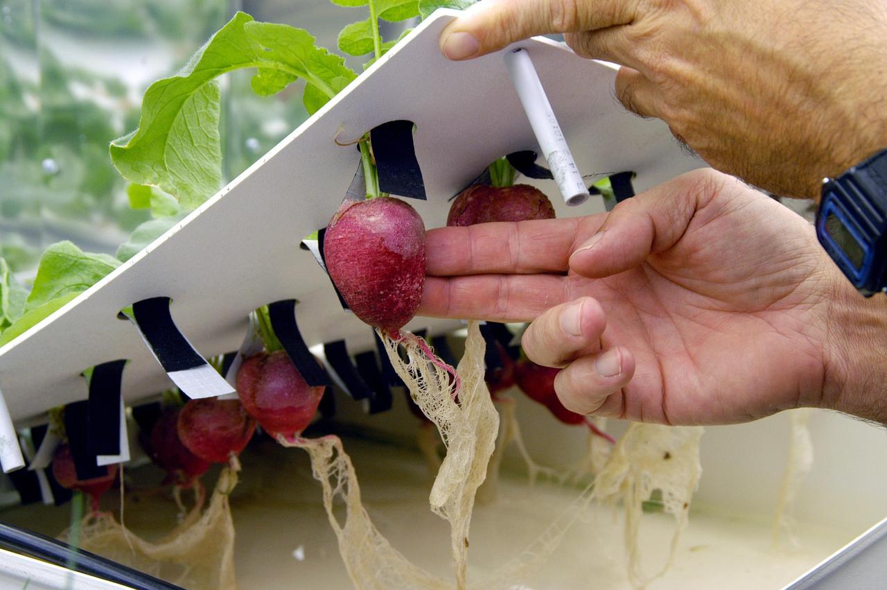 KENNEDY SPACE CENTER, FLA.  -  In a plant growth chamber in the KSC Space Life Sciences Lab,  plant physiologist Ray Wheeler checks radishes being grown using hydroponic techniques.  Wheeler and other colleagues are researching plant growth under different types of light, different CO2 concentrations and temperatures.  The Lab is exploring various aspects of a bioregenerative life support system. Such research and technology development will be crucial to long-term habitation of space by humans.