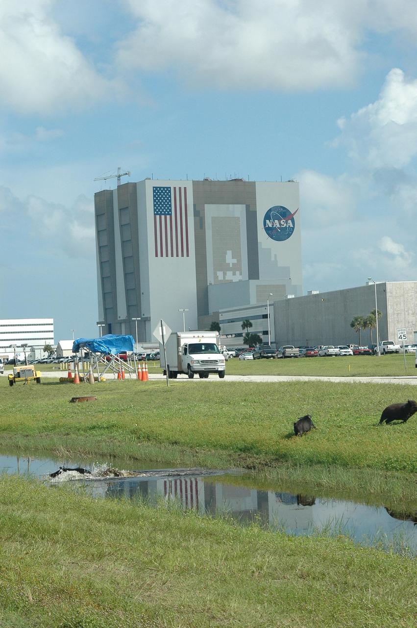 KENNEDY SPACE CENTER, FLA. -  A wild pig splashes through a canal near NASA Kennedy Space Center’s Vehicle Assembly Building while its companions stay nearby on the bank.   The wild pigs have flourished in the environs around KSC, which shares a border with the Merritt Island National Wildlife Refuge, without many predators other than panthers and humans. Pigs were introduced to Florida in the 1500s and are now found statewide in wooded areas close to water. Pigs are omnivores, foraging on the ground and rooting just beneath the surface, which damages the groundcover. Wild pigs eat almost anything that has nutritional value, including tubers, roots, shoots, acorns, fruits, berries, earthworms, amphibians, reptiles and rodents. Appearance is similar to domestic hogs, but leaner, with a longer, narrower head and a coarser, denser coat.  Females may have two litters per year.  The piglets are weaned in a few weeks but remain with the mother for several months.