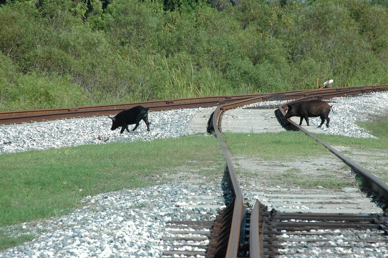 KENNEDY SPACE CENTER, FLA. -  Two wild pigs cross railroad tracks on grounds at NASA Kennedy Space Center.  The wild pigs have flourished in the environs around KSC, which shares a border with the Merritt Island National Wildlife Refuge, without many predators other than panthers and humans. Pigs were introduced to Florida in the 1500s and are now found statewide in wooded areas close to water. Pigs are omnivores, foraging on the ground and rooting just beneath the surface, which damages the groundcover. Wild pigs eat almost anything that has nutritional value, including tubers, roots, shoots, acorns, fruits, berries, earthworms, amphibians, reptiles and rodents. Appearance is similar to domestic hogs, but leaner, with a longer, narrower head and a coarser, denser coat.  Females may have two litters per year.  The piglets are weaned in a few weeks but remain with the mother for several months.