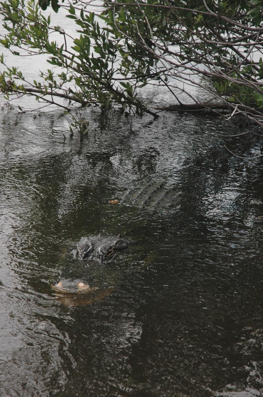 KENNEDY SPACE CENTER, FLA. -   In a pond near the Launch Pad 39 area at NASA’s Kennedy Space Center, an alligator hides in the shadows under overhanging branches.  Nearly 5,000 alligators can be found in canals, ponds and waterways throughout the Center and the surrounding Merritt Island National Wildlife Refuge. American alligators feed and rest in the water, and lay their eggs in dens they dig into the banks. The young alligators spend their first several weeks in these dens. The Wildlife Refuge encompasses 92,000 acres that are a habitat for more than 331 species of birds, 31 mammals, 117 fishes, and 65 amphibians and reptiles.