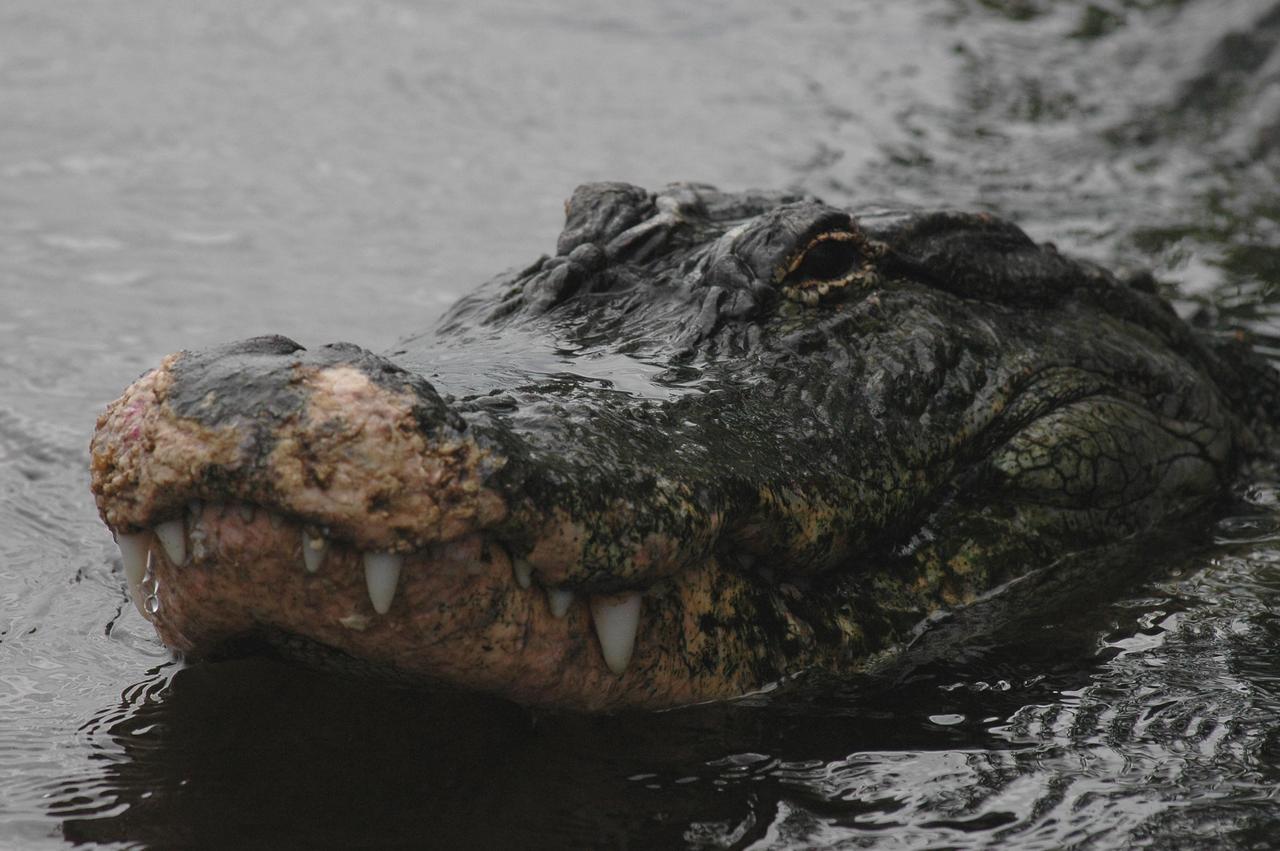 KENNEDY SPACE CENTER, FLA. -   An alligator spotted near the Launch Pad 39 area at NASA’s Kennedy Space Center raises its head above the water.  Nearly 5,000 alligators can be found in canals, ponds and waterways throughout the Center and the surrounding Merritt Island National Wildlife Refuge. American alligators feed and rest in the water, and lay their eggs in dens they dig into the banks. The young alligators spend their first several weeks in these dens. The Wildlife Refuge encompasses 92,000 acres that are a habitat for more than 331 species of birds, 31 mammals, 117 fishes, and 65 amphibians and reptiles.