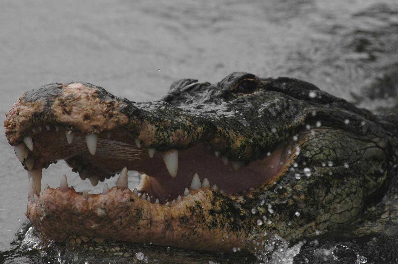 KENNEDY SPACE CENTER, FLA. -   An alligator near the Launch Pad 39 area at NASA’s Kennedy Space Center appears not very happy being spotted in the water.  Nearly 5,000 alligators can be found in canals, ponds and waterways throughout the Center and the surrounding Merritt Island National Wildlife Refuge. American alligators feed and rest in the water, and lay their eggs in dens they dig into the banks. The young alligators spend their first several weeks in these dens. The Wildlife Refuge encompasses 92,000 acres that are a habitat for more than 331 species of birds, 31 mammals, 117 fishes, and 65 amphibians and reptiles.