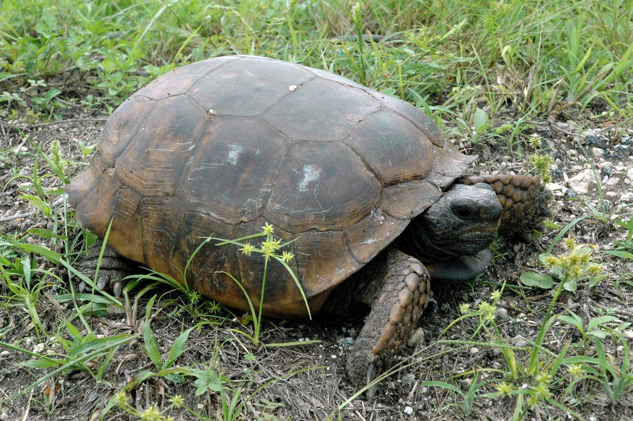 KENNEDY SPACE CENTER, FLA. - A gopher tortoise makes its way down the hill behind the NASA KSC News Center. The sandy soils of Florida are prime habitat for the species, the only one in Florida. Gopher tortoises thrive in many of our ecosystems, pine-oak sandhills, oak hammocks, prairies, flatwoods and coastal dunes. This and other wildlife abound throughout KSC as it shares a boundary with the Merritt Island National Wildlife Refuge, home to some of the nation’s rarest and most unusual species of wildlife. The wildlife refuge is a habitat for more than 310 species of birds, 25 mammals, 117 fishes and 65 amphibians and reptiles. In addition, the Refuge supports 19 endangered or threatened wildlife species on Federal or State lists, more than any other single refuge in the U.S. Gopher tortoises are protected by law in Florida and are listed as a Species of Special Concern.
