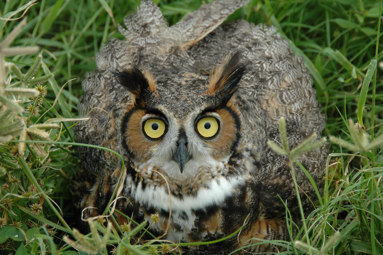 KENNEDY SPACE CENTER, FLA. - A Long-Eared Owl is spotted on Launch Complex 41 at Cape Canaveral Air Force Station in Florida. This one holds a typical stance for protecting its young. These owls range from Alaska and Canada to the Gulf states and Mexico, as far east as Central Florida. Their habitat is deciduous and evergreen forests. They nest in deserted nests of crows, hawks or squirrels.