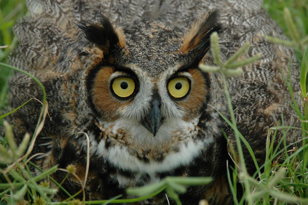 KENNEDY SPACE CENTER, FLA. - A Long-Eared Owl is spotted on Launch Complex 41 at Cape Canaveral Air Force Station in Florida. This one holds a typical stance for protecting its young. These owls range from Alaska and Canada to the Gulf states and Mexico, as far east as Central Florida. Their habitat is deciduous and evergreen forests. They nest in deserted nests of crows, hawks or squirrels.