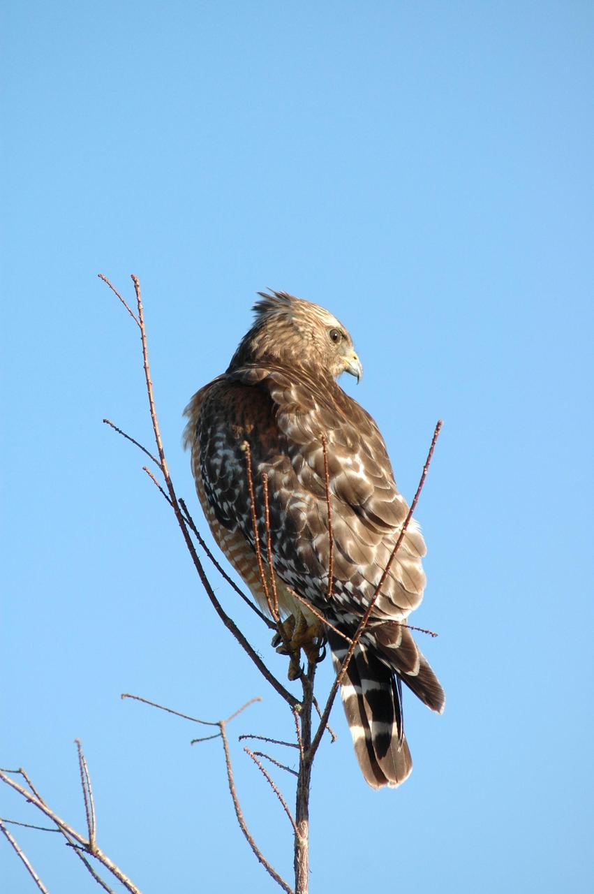 KENNEDY SPACE CENTER, FLA. - A hawk sits precariously on the top of a tree as it eyes its surroundings on NASA Kennedy Space Center. The Center shares a boundary with the Merritt Island National Wildlife Refuge, which is a habitat for more than 310 species of birds, 25 mammals, 117 fishes and 65 amphibians and reptiles. In addition, the Refuge supports 19 endangered or threatened wildlife species on Federal or State lists, more than any other single refuge in the U.S. Photo credit: NASA/Jim Grossmann