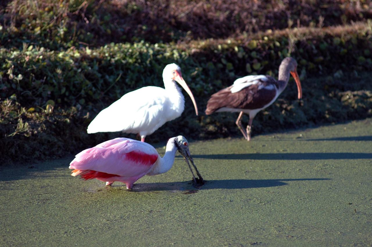 KENNEDY SPACE CENTER, FLA. - At NASA Kennedy Space Center, a roseate spoonbill (front) and white ibis search the murky canal for food. Spoonbills inhabit areas of mangrove such as on the coasts of southern Florida and Texas. These birds feed on shrimps and fish in the shallow water, sweeping their bills from side to side. White ibis inhabit marshy sloughs, mud flats, lagoons and swamp forests along the coast from South Carolina to Florida and Texas and south to northern South America. The ibis with the brown wings is an immature ibis. The Center shares a boundary with the Merritt Island National Wildlife Refuge, which is a habitat for more than 310 species of birds, 25 mammals, 117 fishes and 65 amphibians and reptiles. In addition, the Refuge supports 19 endangered or threatened wildlife species on Federal or State lists, more than any other single refuge in the U.S. Photo credit: NASA/Jim Grossmann