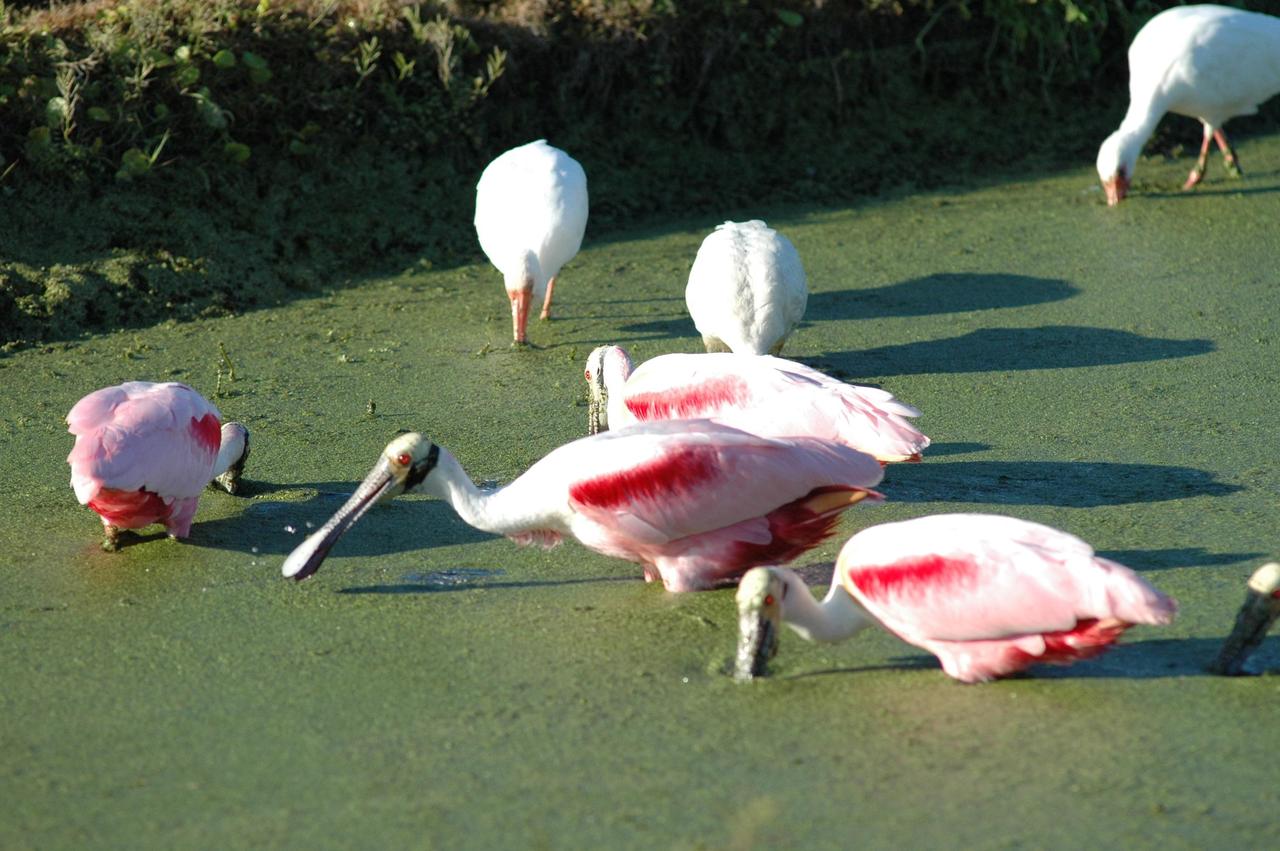KENNEDY SPACE CENTER, FLA. - At NASA Kennedy Space Center, roseate spoonbills (front) and white ibis search the murky canal for food. Spoonbills inhabit areas of mangroves such as on the coasts of southern Florida and Texas. These birds feed on shrimp and fish in the shallow water, sweeping their bills from side to side. White ibis inhabit marshy sloughs, mud flats, lagoons and swamp forests along the coast from South Carolina to Florida and Texas and south to northern South America. The Center shares a boundary with the Merritt Island National Wildlife Refuge, which is a habitat for more than 310 species of birds, 25 mammals, 117 fishes and 65 amphibians and reptiles. In addition, the Refuge supports 19 endangered or threatened wildlife species on Federal or State lists, more than any other single refuge in the U.S. Photo credit: NASA/Jim Grossmann