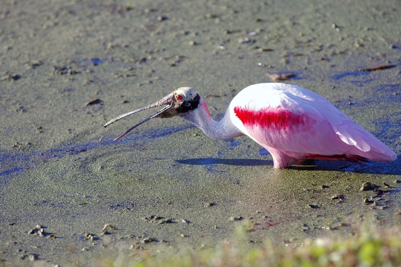 KENNEDY SPACE CENTER, FLA. - At NASA Kennedy Space Center, a roseate spoonbill searches the murky canal for food. Spoonbills inhabit areas of mangroves such as on the coasts of southern Florida and Texas. These birds feed on shrimp and fish in the shallow water, sweeping their bills from side to side. The Center shares a boundary with the Merritt Island National Wildlife Refuge, which is a habitat for more than 310 species of birds, 25 mammals, 117 fishes and 65 amphibians and reptiles. In addition, the Refuge supports 19 endangered or threatened wildlife species on Federal or State lists, more than any other single refuge in the U.S. Photo credit: NASA/Jim Grossmann