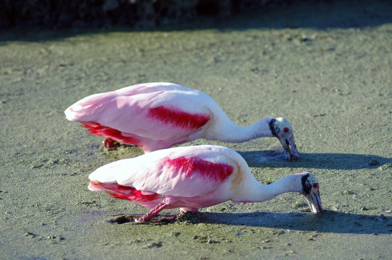 KENNEDY SPACE CENTER, FLA. - At NASA Kennedy Space Center, two roseate spoonbills search the murky canal for food. Spoonbills inhabit areas of mangroves such as on the coasts of southern Florida and Texas. These birds feed on shrimp and fish in the shallow water, sweeping their bills from side to side. The Center shares a boundary with the Merritt Island National Wildlife Refuge, which is a habitat for more than 310 species of birds, 25 mammals, 117 fishes and 65 amphibians and reptiles. In addition, the Refuge supports 19 endangered or threatened wildlife species on Federal or State lists, more than any other single refuge in the U.S. Photo credit: NASA/Jim Grossmann