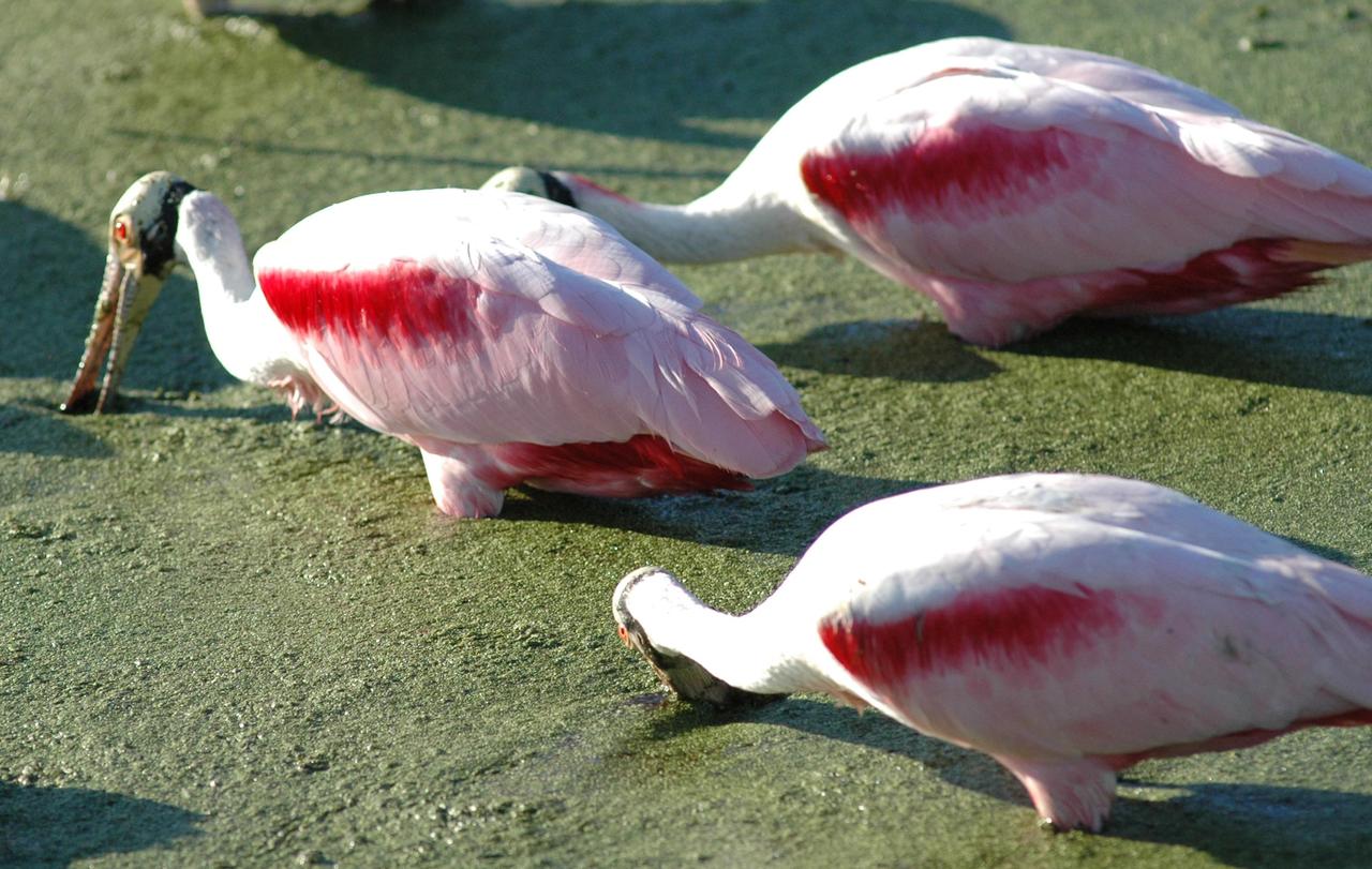 KENNEDY SPACE CENTER, FLA. - At NASA Kennedy Space Center, roseate spoonbills search the murky canal for food. Spoonbills inhabit areas of mangroves such as on the coasts of southern Florida and Texas. These birds feed on shrimp and fish in the shallow water, sweeping their bills from side to side. The Center shares a boundary with the Merritt Island National Wildlife Refuge, which is a habitat for more than 310 species of birds, 25 mammals, 117 fishes and 65 amphibians and reptiles. In addition, the Refuge supports 19 endangered or threatened wildlife species on Federal or State lists, more than any other single refuge in the U.S. Photo credit: NASA/Jim Grossmann