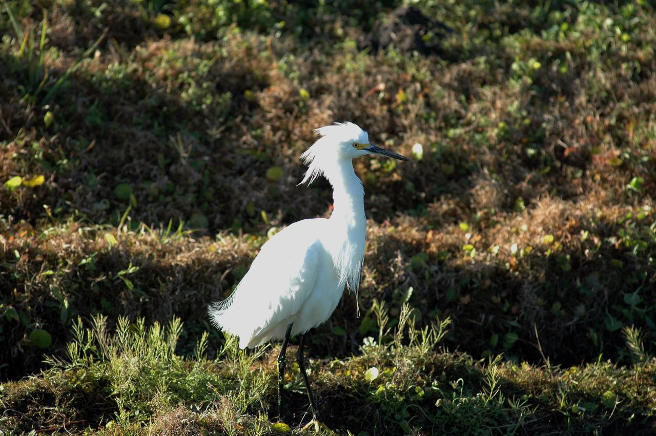 KENNEDY SPACE CENTER, FLA. -  At NASA Kennedy Space Center, a snowy egret in breeding plumage stalks the ground.  This species is identified by its slender black bill, black legs and yellow feet.  It inhabits salt marshes, ponds, rice fields and shallow coastal bays.  Its range is northern California, Oklahoma and Maine to southern South America.  They winter regularly north to California and South Carolina.  The Center shares a boundary with the Merritt Island National Wildlife Refuge, which is a habitat for more than 310 species of birds, 25 mammals, 117 fishes and 65 amphibians and reptiles. In addition, the Refuge supports 19 endangered or threatened wildlife species on Federal or State lists, more than any other single refuge in the U.S. Photo credit: NASA/Jim Grossmann