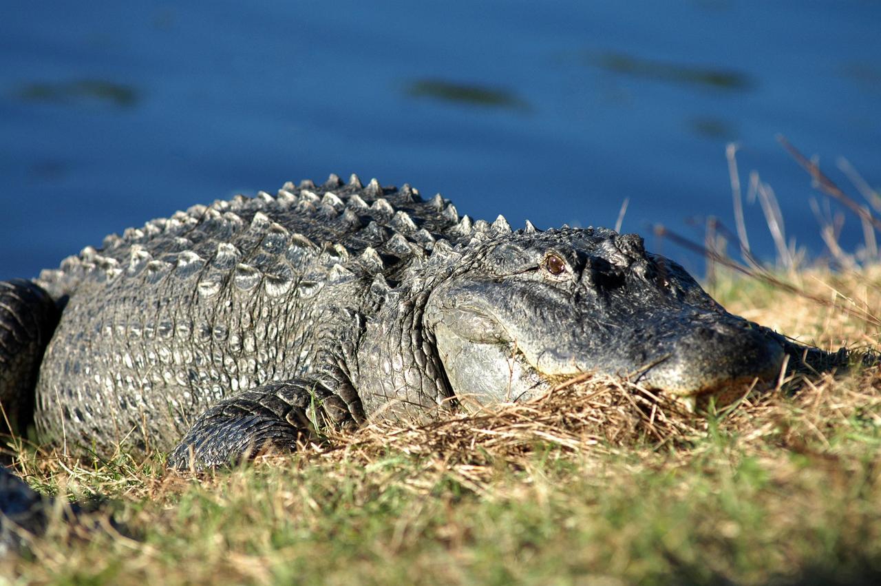 KENNEDY SPACE CENTER, FLA. -  At NASA Kennedy Space Center, an alligator suns itself on the bank of a pond.  American alligators feed and rest in the water, and lay their eggs in dens they dig into the banks. The young alligators spend their first several weeks in these dens.  A protected species, alligators can be spotted in the drainage canals and other waters surrounding the Center.  The Center shares a boundary with the Merritt Island National Wildlife Refuge, which is a habitat for more than 310 species of birds, 25 mammals, 117 fishes and 65 amphibians and reptiles. In addition, the Refuge supports 19 endangered or threatened wildlife species on Federal or State lists, more than any other single refuge in the U.S. Photo credit: NASA/Jim Grossmann