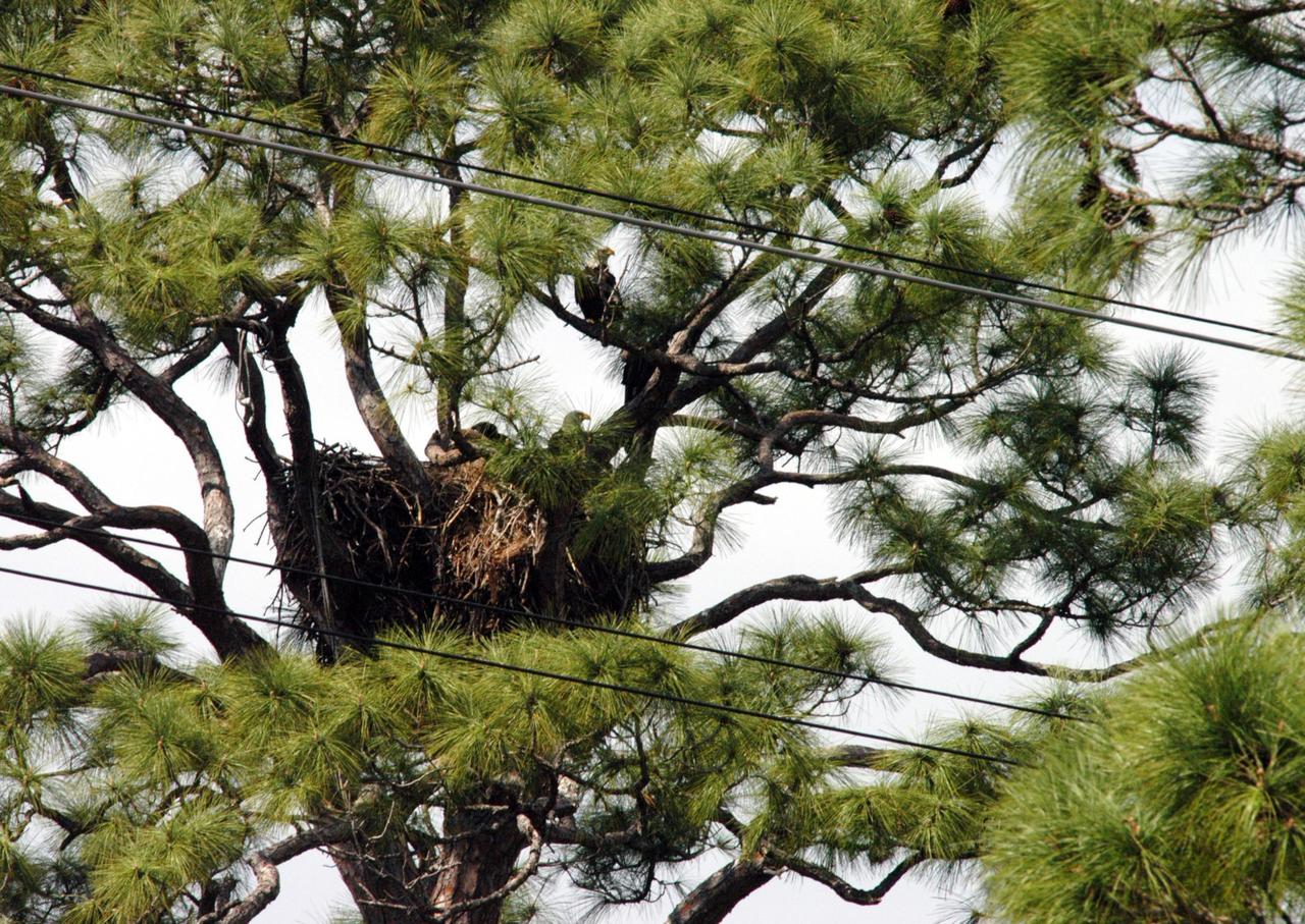 KENNEDY SPACE CENTER, FLA.  - A pair of mating bald eagles are spotted in their pine-tree nest near S.R. 3 on Kennedy Space Center.  The nest, decades old, measures about 12 feet deep.  The nest is one of a dozen active nests throughout the Merritt Island National Wildlife Refuge, which shares a boundary with the Center.  Eagles' habitats are near lakes, rivers, marshes and seacoasts.  Nests are masses of sticks, usually in the top of a tall tree.  Even though they are fish eaters, bald eagles will take whatever prey is available and easiest to obtain. Bald eagles which live along the coast and on major lakes and rivers feed mainly on fish. Bald eagles fish in both fresh and salt water. Because of the energy expended during hunting, an eagle has to spend a lot of time resting quietly. It's estimated that only one out of eighteen attacks are successful.  Photo credit: NASA/Jim Grossmann