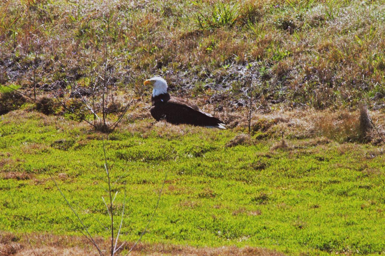 KENNEDY SPACE CENTER, FLA.  - A bald eagle on the ground may be protecting its food or resting after a hunt for food.  This one was spotted near S.R. 3 on Kennedy Space Center, close to its nest.  The nest is one of a dozen active nests throughout the Merritt Island National Wildlife Refuge, which shares a boundary with the Center.  Eagles' habitats are near lakes, rivers, marshes and seacoasts.  Nests are masses of sticks, usually in the top of a tall tree.  Even though they are fish eaters, bald eagles will take whatever prey is available and easiest to obtain. Bald eagles which live along the coast and on major lakes and rivers feed mainly on fish. Bald eagles fish in both fresh and salt water. Because of the energy expended during hunting, an eagle has to spend a lot of time resting quietly. It's estimated that only one out of eighteen attacks are successful.  Photo credit: NASA/Jim Grossmann
