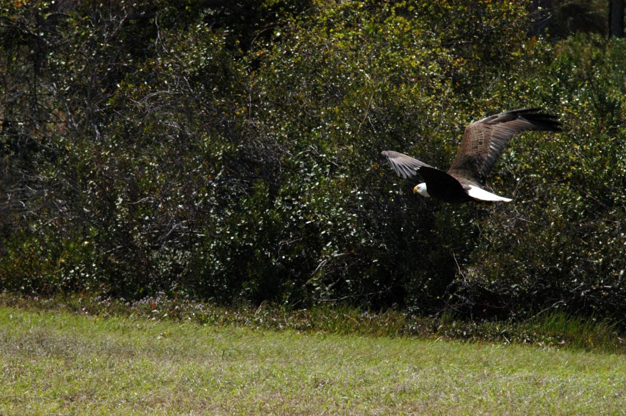 KENNEDY SPACE CENTER, FLA.  - A bald eagle, spotted near S.R. 3 on Kennedy Space Center, begins its flight, perhaps scouting for food or heading for its nearby nest.  There are a dozen active nests throughout the Merritt Island National Wildlife Refuge, which shares a boundary with the Center.  Eagles' habitats are near lakes, rivers, marshes and seacoasts.  Nests are masses of sticks, usually in the top of a tall tree.  Even though they are fish eaters, bald eagles will take whatever prey is available and easiest to obtain. Bald eagles which live along the coast and on major lakes and rivers feed mainly on fish. Bald eagles fish in both fresh and salt water. Because of the energy expended during hunting, an eagle has to spend a lot of time resting quietly. It's estimated that only one out of eighteen attacks are successful.  Photo credit: NASA/Jim Grossmann