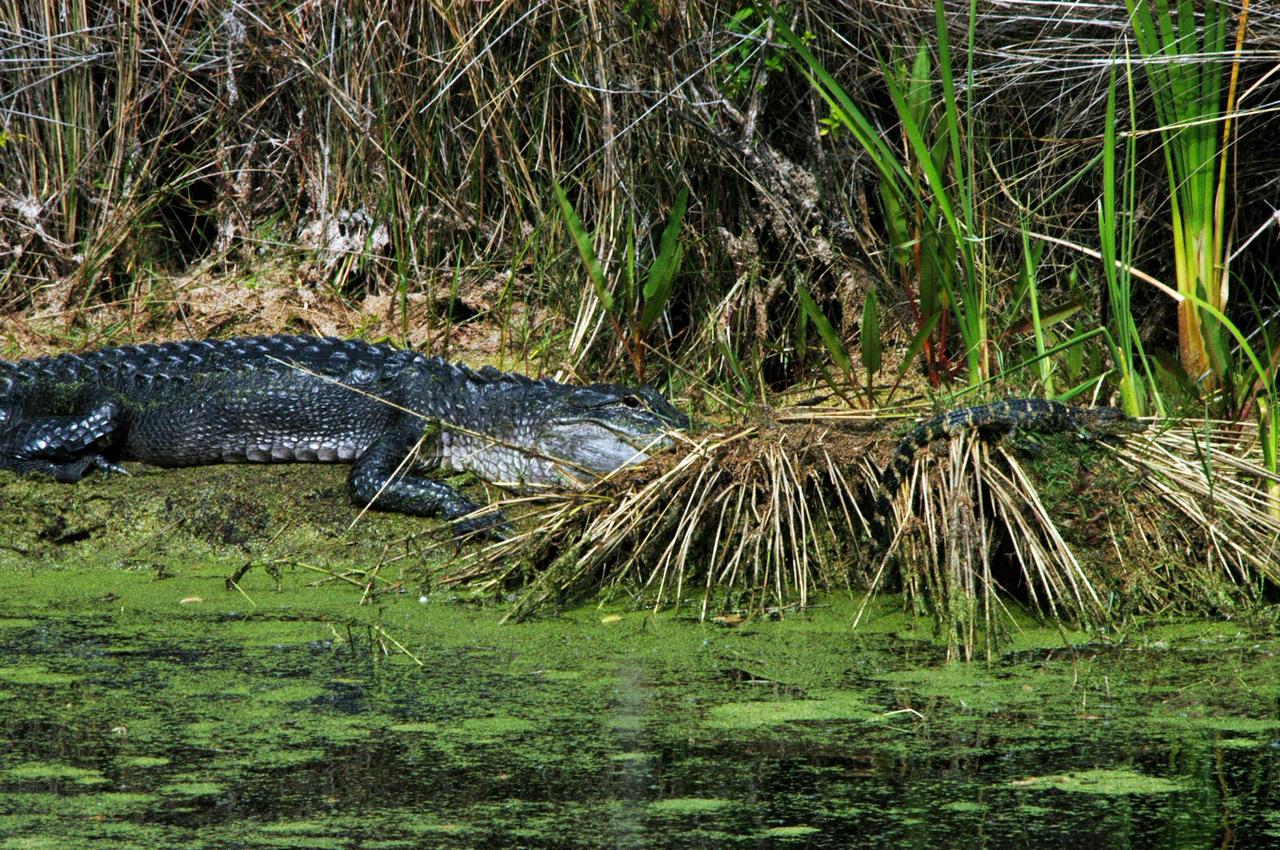 KENNEDY SPACE CENTER, FLA.  - In a canal on Kennedy Space Center, an alligator stays close to its young, at right.  Nearly 5,000 alligators can be found in canals, ponds and waterways throughout the Center and the surrounding Merritt Island National Wildlife Refuge. American alligators feed and rest in the water, and lay their eggs in dens they dig into the banks. The young alligators spend their first several weeks in these dens. The Wildlife Refuge encompasses 92,000 acres that are a habitat for more than 331 species of birds, 31 mammals, 117 fishes, and 65 amphibians and reptiles.  Photo credit: NASA/Jim Grossmann