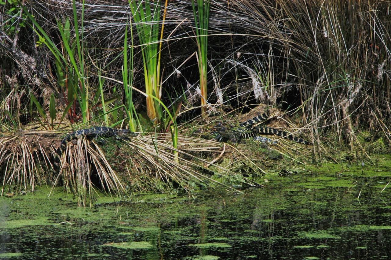KENNEDY SPACE CENTER, FLA.  - In a canal on Kennedy Space Center, young alligators stay close to their nest.  Nearly 5,000 alligators can be found in canals, ponds and waterways throughout the Center and the surrounding Merritt Island National Wildlife Refuge. American alligators feed and rest in the water, and lay their eggs in dens they dig into the banks. The young alligators spend their first several weeks in these dens. The Wildlife Refuge encompasses 92,000 acres that are a habitat for more than 331 species of birds, 31 mammals, 117 fishes, and 65 amphibians and reptiles.   Photo credit: NASA/Jim Grossmann
