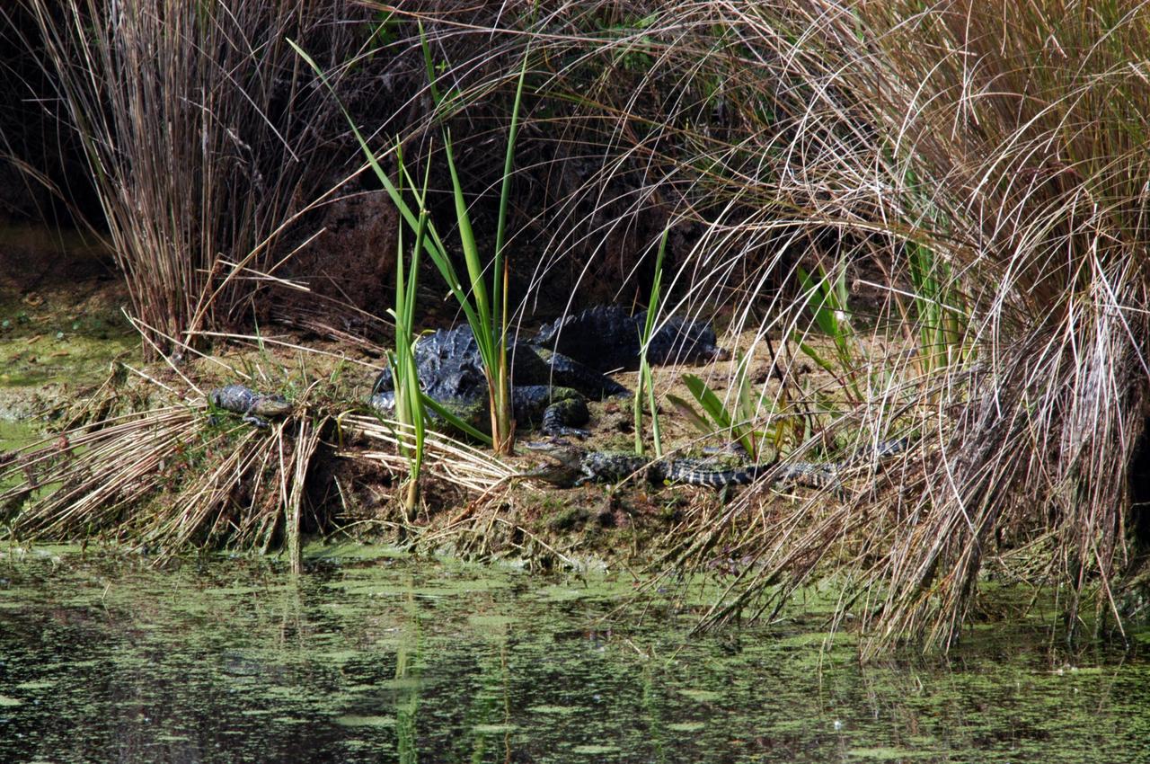 KENNEDY SPACE CENTER, FLA.  - In a canal on Kennedy Space Center, the adult alligator moves into the midst of the young alligators near their nest.  Nearly 5,000 alligators can be found in canals, ponds and waterways throughout the Center and the surrounding Merritt Island National Wildlife Refuge. American alligators feed and rest in the water, and lay their eggs in dens they dig into the banks. The young alligators spend their first several weeks in these dens. The Wildlife Refuge encompasses 92,000 acres that are a habitat for more than 331 species of birds, 31 mammals, 117 fishes, and 65 amphibians and reptiles.   Photo credit: NASA/Jim Grossmann