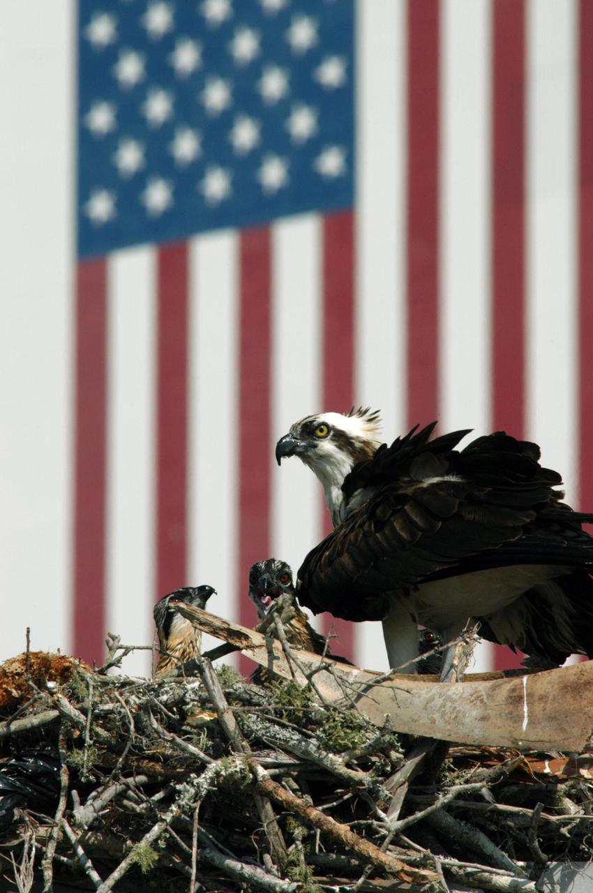 KENNEDY SPACE CENTER, FLA. -- A mother osprey watches over her chicks in a nest near the NASA News Center at Kennedy Space Center. This is the third year the ospreys have raised a family at the site. Known as a fish hawk, ospreys select sites of opportunity, from trees and telephone poles to rocks or even flat ground. In the United States they are found from Alaska and Newfoundland to Florida and the Gulf Coast. Osprey nests are found throughout the Kennedy Space Center and nearby Merritt Island National Wildlife Refuge, which shares a boundary with the Center. Photo credit: NASA/George Shelton