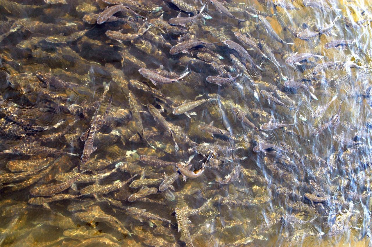 KENNEDY SPACE CENTER, FLA. - In the Banana Creek at Kennedy Space Center, a school of mullet appear to form an underwater carpet as they swarm in the shallows.  The creek flows between the Indian River on the west side of Merritt Island and the Banana River on the east side, passing alongside the Launch Complex 39 Area. Photo credit: NASA/George Shelton