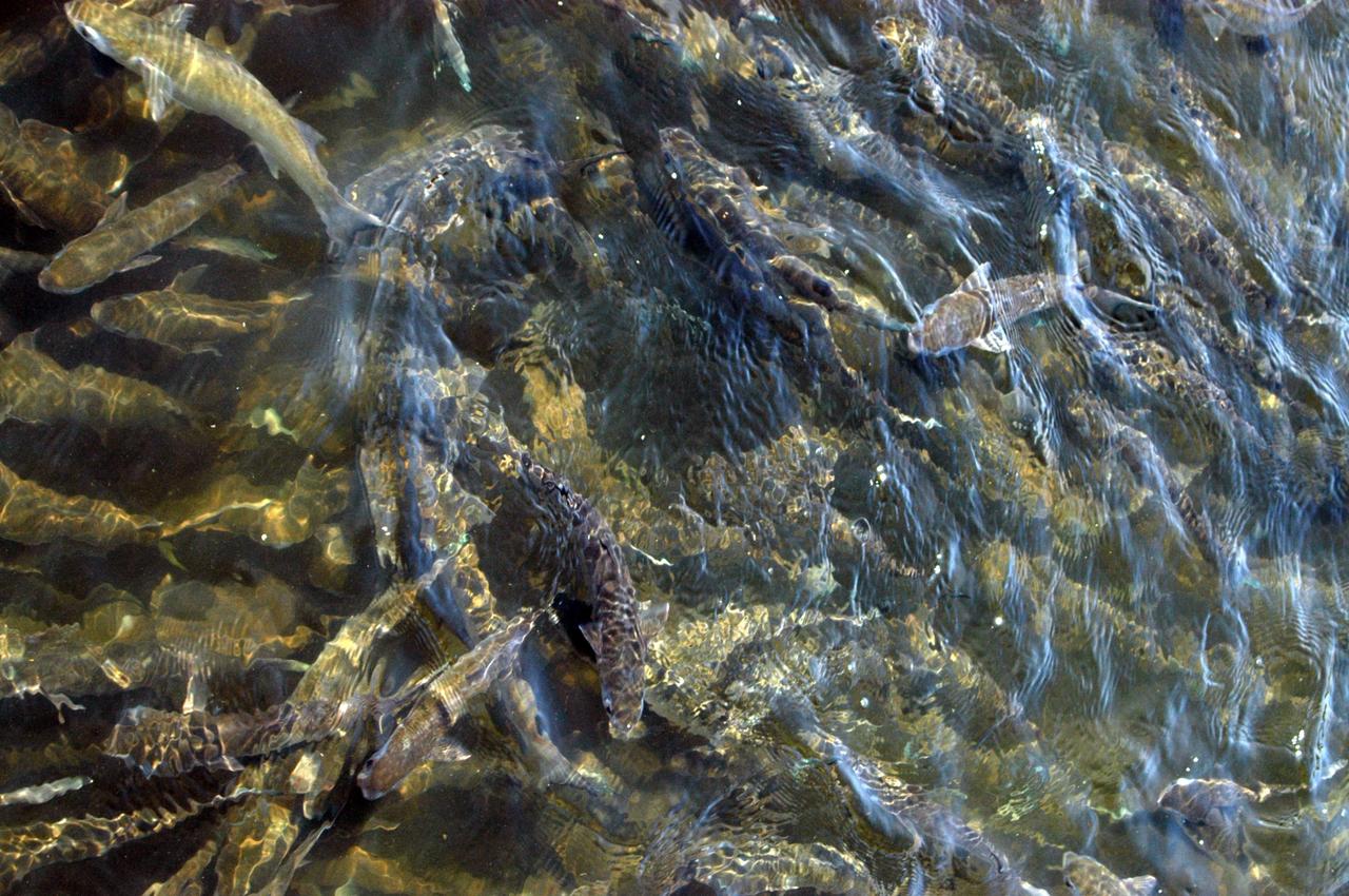 KENNEDY SPACE CENTER, FLA. - In the Banana Creek at Kennedy Space Center, a school of mullet appear to form an underwater carpet as they swarm in the shallows.  The creek flows between the Indian River on the west side of Merritt Island and the Banana River on the east side, passing alongside the Launch Complex 39 Area.   Photo credit: NASA/George Shelton
