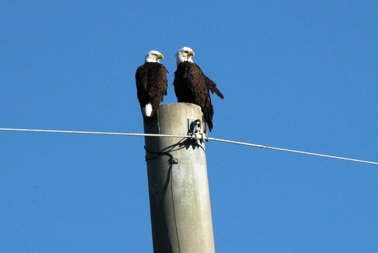 KENNEDY SPACE CENTER, FLA. -    These bald eagles scan the landscape of Kennedy Space Center from the top of a utility pole on S.R. 3.  There are a dozen active nests of bald eagles throughout the Merritt Island National Wildlife Refuge, which shares a boundary with the Center.  Eagles' habitats are near lakes, rivers, marshes and seacoasts.  Nests are masses of sticks, usually in the top of a tall tree.  Even though they are fish eaters, bald eagles will take whatever prey is available and easiest to obtain. Bald eagles that live along the coast and on major lakes and rivers feed mainly on fish.
