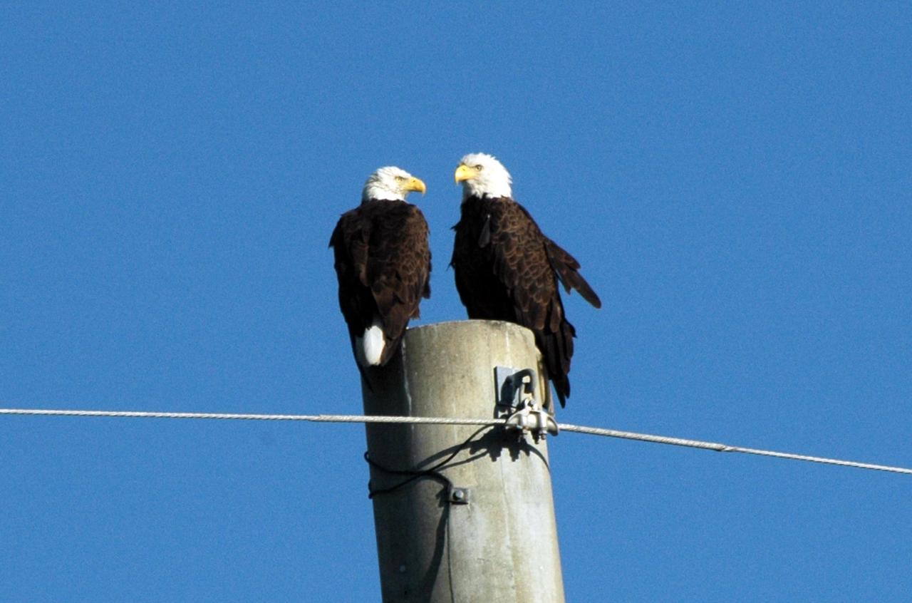 KENNEDY SPACE CENTER, FLA. -    These bald eagles scan the landscape of Kennedy Space Center from the top of a utility pole on S.R. 3.  There are a dozen active nests of bald eagles throughout the Merritt Island National Wildlife Refuge, which shares a boundary with the Center.  Eagles' habitats are near lakes, rivers, marshes and seacoasts.  Nests are masses of sticks, usually in the top of a tall tree.  Even though they are fish eaters, bald eagles will take whatever prey is available and easiest to obtain. Bald eagles that live along the coast and on major lakes and rivers feed mainly on fish.