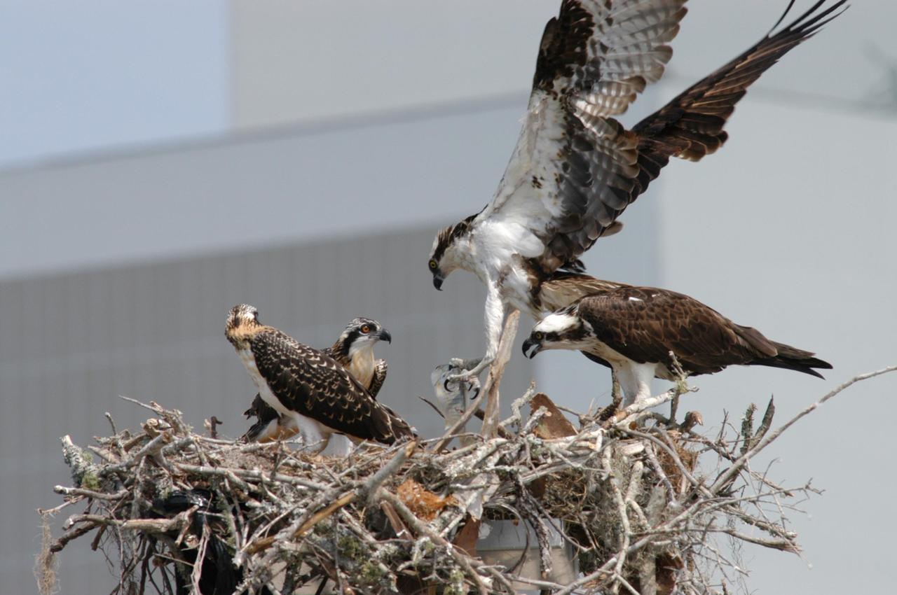 KENNEDY SPACE CENTER, FLA. -- These osprey chicks wait for lunch from one of their parents (look for the fish in the claws of the upper osprey). The nest is located on a pole in the parking lot of the NASA News Center. This is the third year the ospreys have raised a family at the site. Known as a fish hawk, ospreys select sites of opportunity, from trees and telephone poles to rocks or even flat ground. In the United States they are found from Alaska and Newfoundland to Florida and the Gulf Coast. Osprey nests are found throughout the Kennedy Space Center and nearby Merritt Island National Wildlife Refuge, which shares a boundary with the Center. Photo credit: NASA/George Shelton