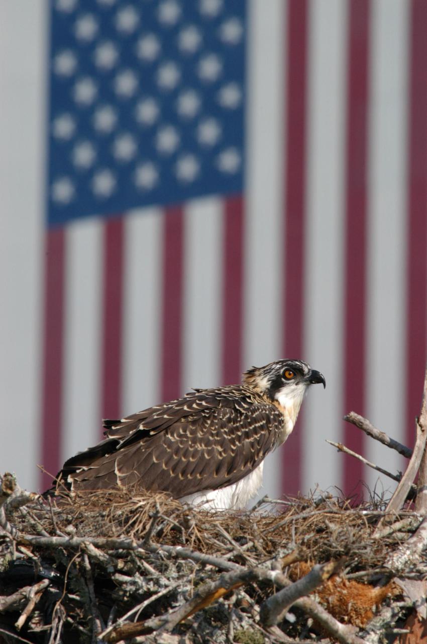 KENNEDY SPACE CENTER, FLA. --    A baby osprey sits on its nest situated at the top of a pole in the parking lot at the NASA News Center at Kennedy Space Center.  Behind the nest can be seen the immense flag painted on the side of the Vehicle Assembly Building. This is the third year the ospreys have raised a family at the News Center. Known as a fish hawk, ospreys select sites of opportunity, from trees and telephone poles to rocks or even flat ground.  In the United States they are found from Alaska and Newfoundland to Florida and the Gulf Coast.  Osprey nests are found throughout the Kennedy Space Center and nearby Merritt Island National Wildlife Refuge, which shares a boundary with the Center. Photo credit: NASA/George Shelton