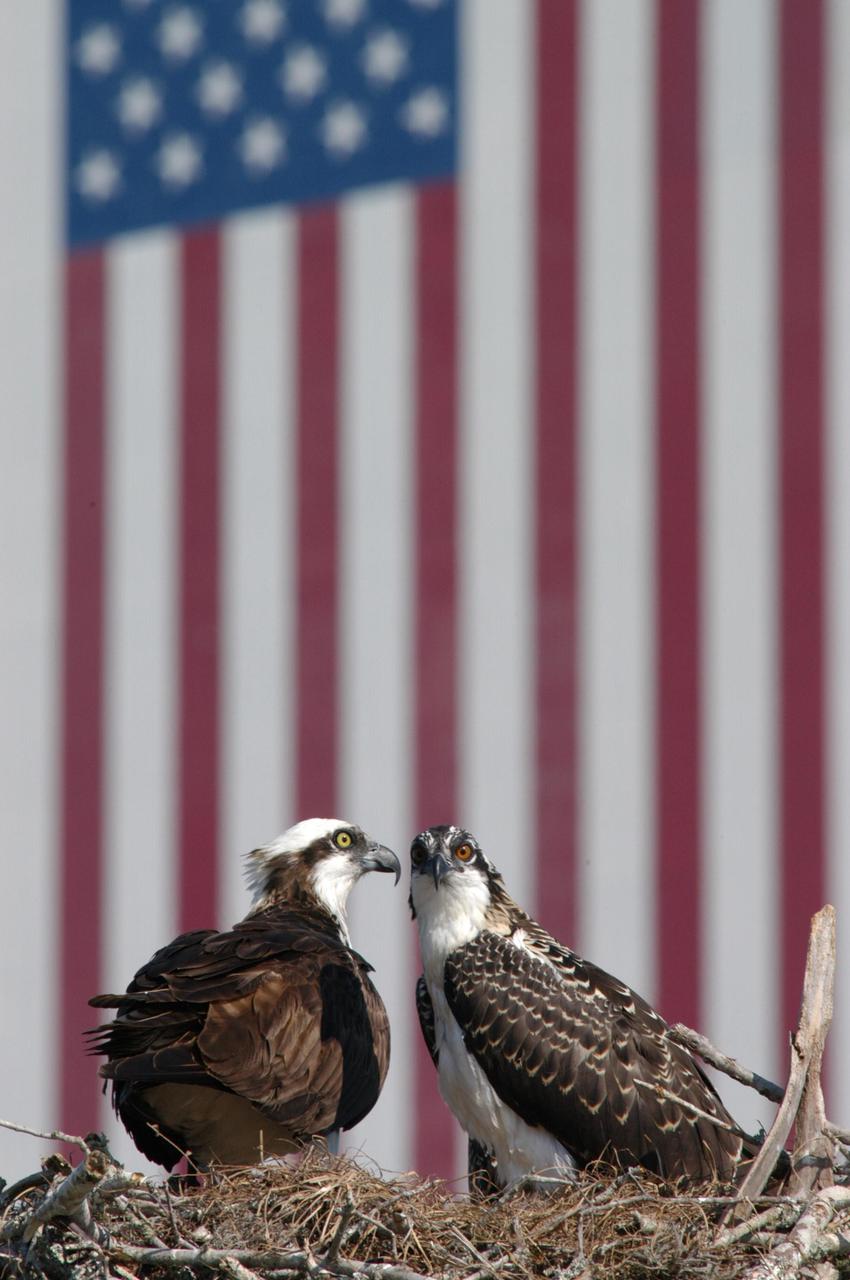 KENNEDY SPACE CENTER, FLA. --    A mother osprey (left) sits protectively next to one of her chicks in the nest situated at the top of a pole in the parking lot at the NASA News Center at Kennedy Space Center.  Behind the nest can be seen the immense flag painted on the side of the Vehicle Assembly Building. This is the third year the ospreys have raised a family at the News Center. Known as a fish hawk, ospreys select sites of opportunity, from trees and telephone poles to rocks or even flat ground.  In the United States they are found from Alaska and Newfoundland to Florida and the Gulf Coast.  Osprey nests are found throughout the Kennedy Space Center and nearby Merritt Island National Wildlife Refuge, which shares a boundary with the Center. Photo credit: NASA/George Shelton
