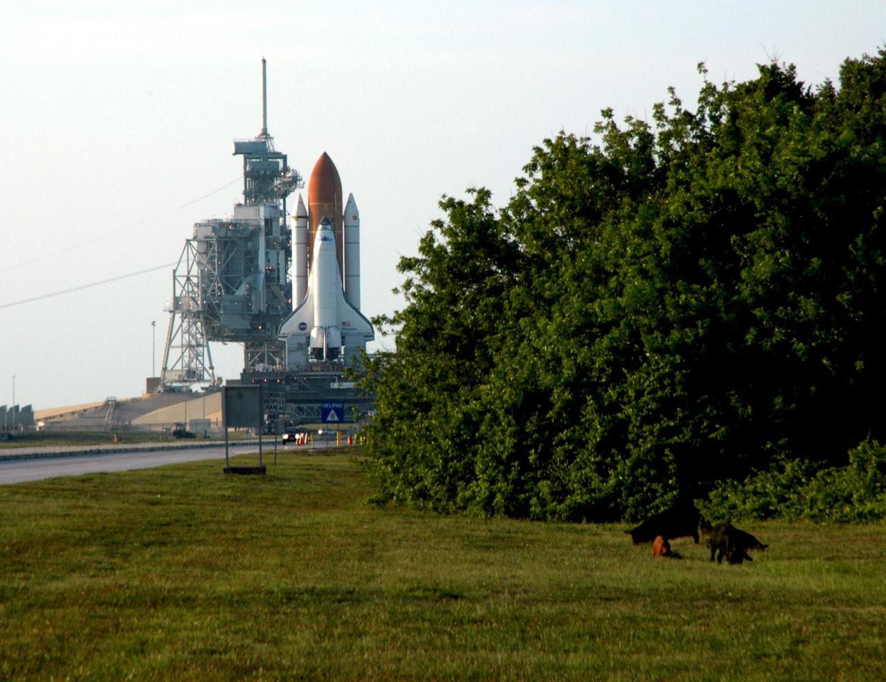 KENNEDY SPACE CENTER, FLA. --  Near Launch Pad 39B, wild pigs (at right) root for food near a stand of trees while Space Shuttle Discovery rolls out to the pad.  The 4.2-mile journey from the Vehicle Assembly Building began at 12:45 p.m. EDT.  The rollout is an important step before launch of Discovery on mission STS-121 to the International Space Station.  Discovery's launch is targeted for July 1 in a launch window that extends to July 19. During the 12-day mission, Discovery's crew will test new hardware and techniques to improve shuttle safety, as well as deliver supplies and make repairs to the station.  Photo credit: NASA/Ken Thornsley